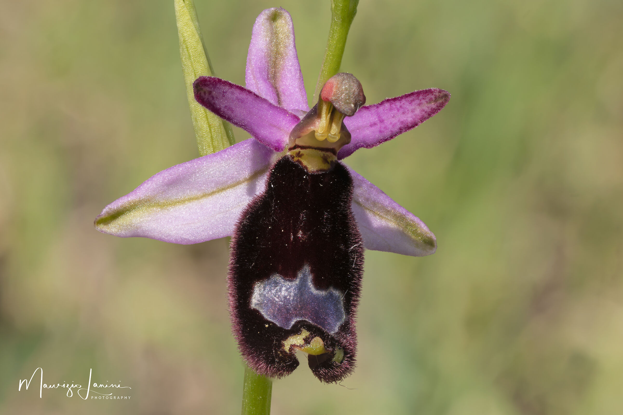 Ophrys bertolonii