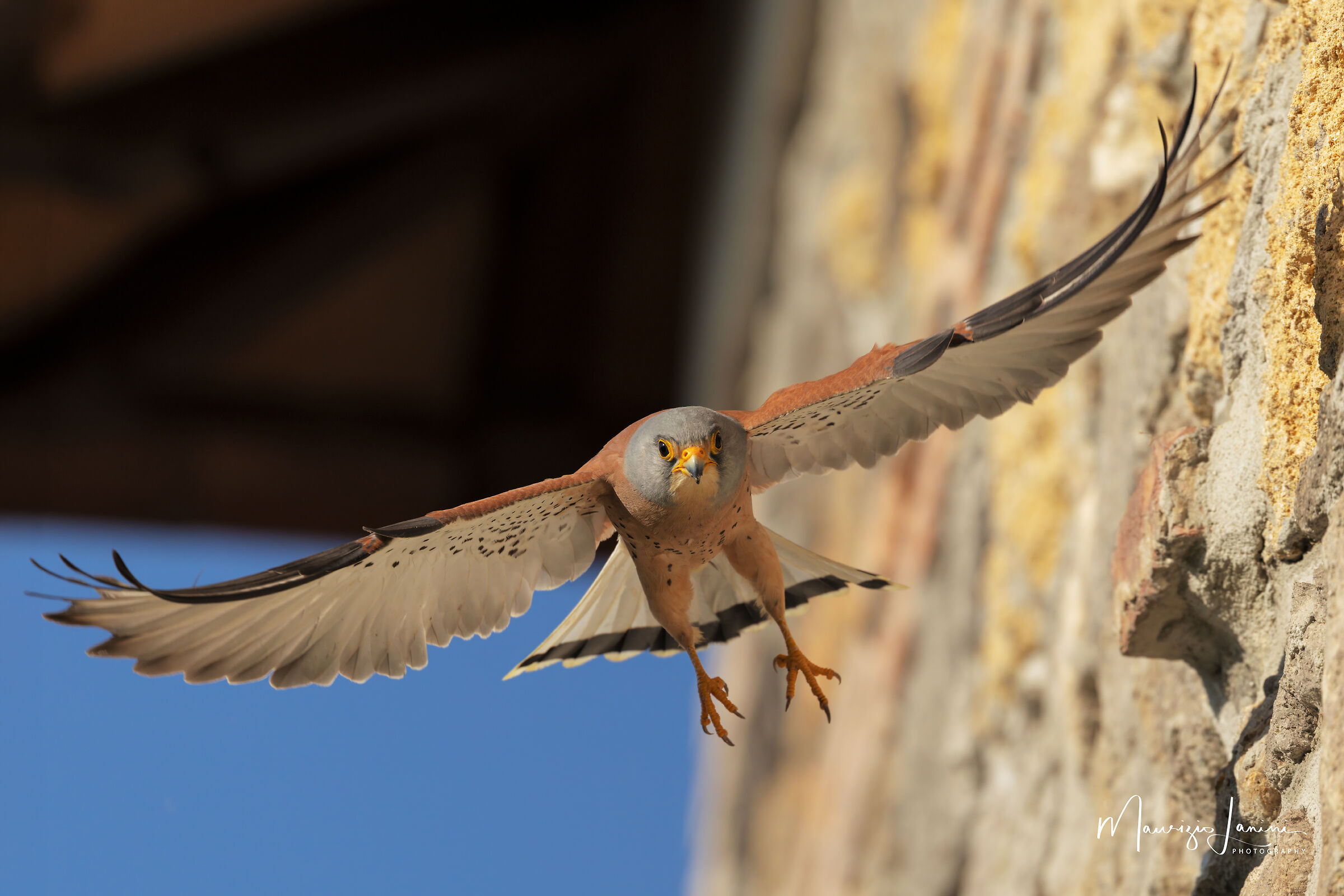 Lesser Kestrel