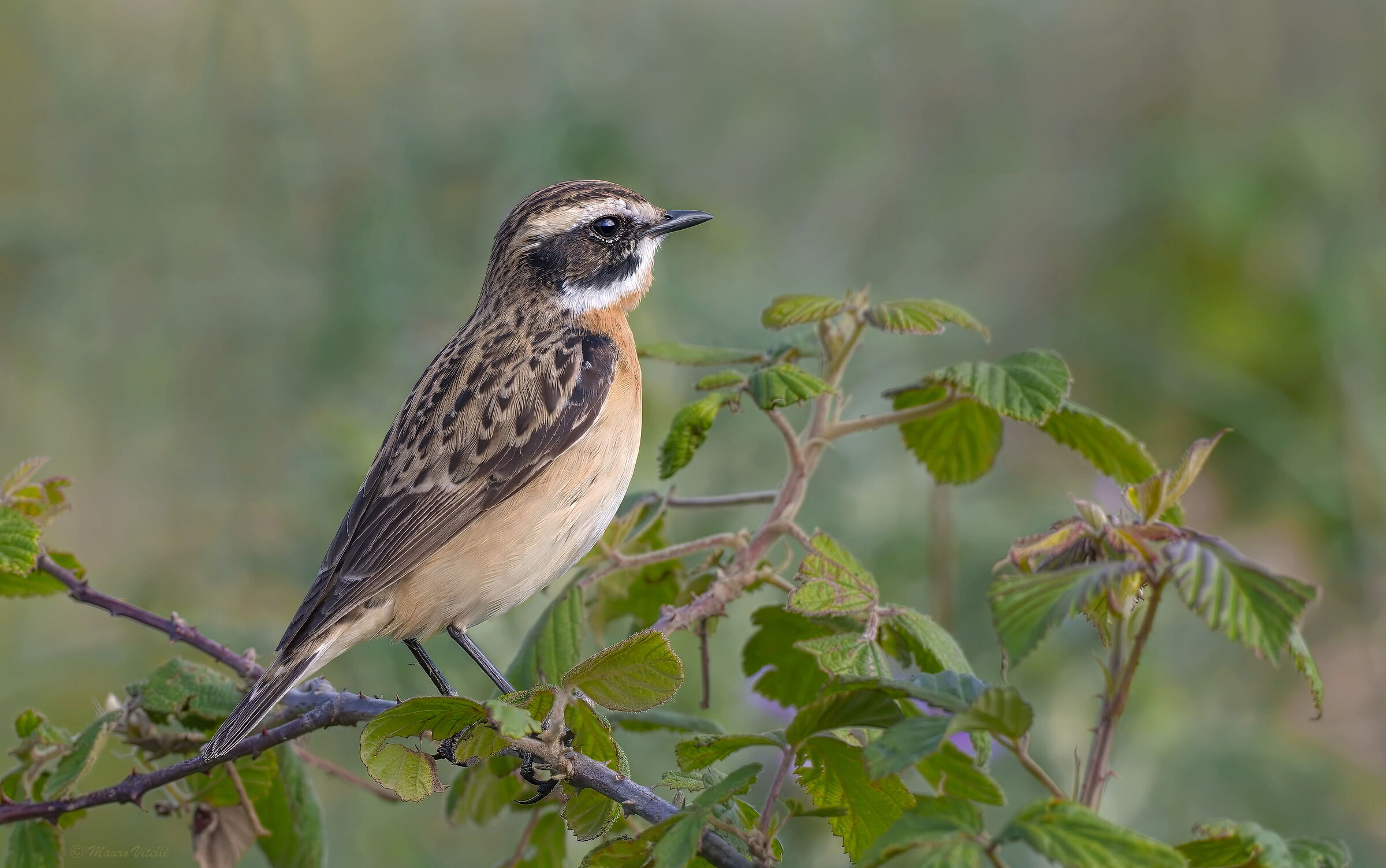 Stiaccino (Saxicola rubetra)