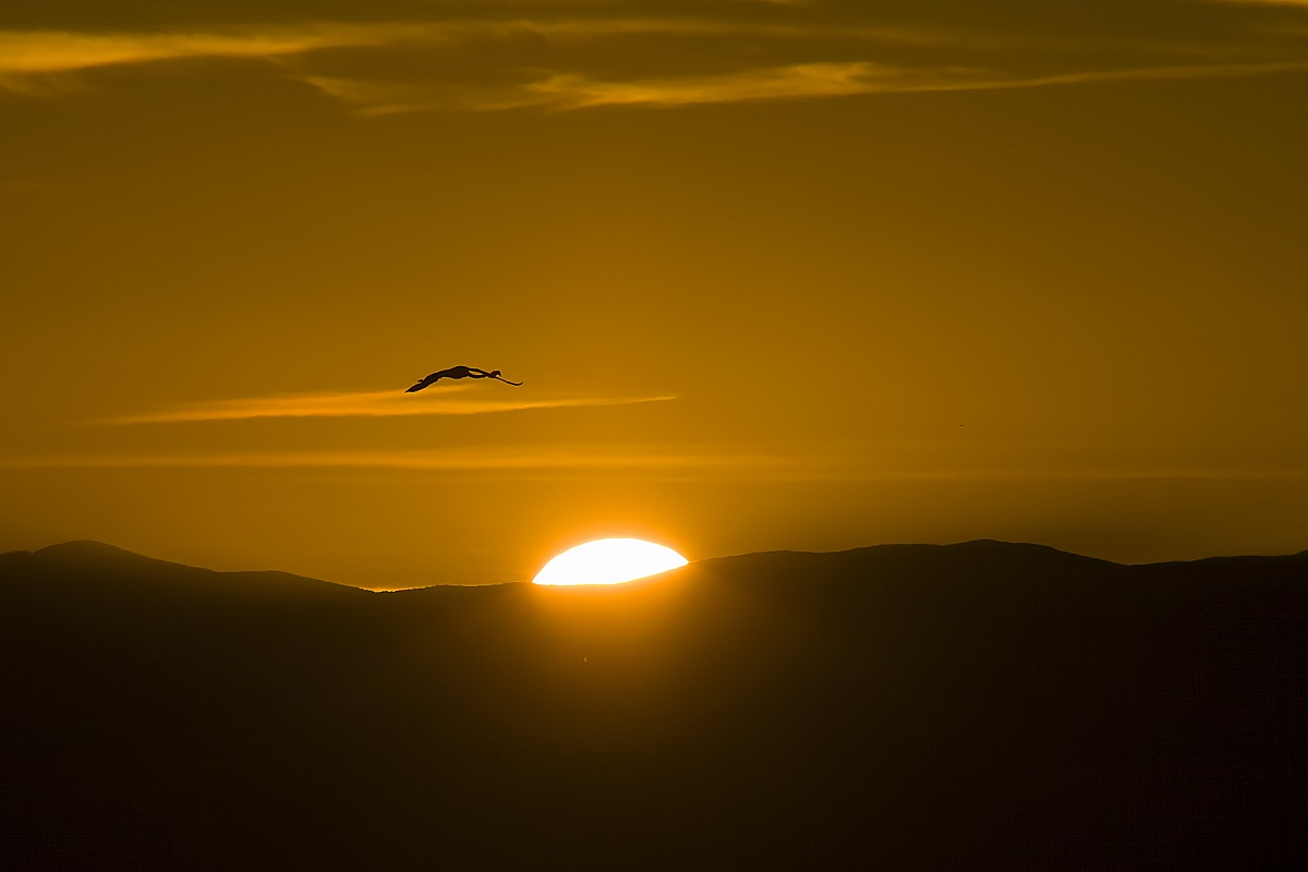 Molentrargius - Cagliari