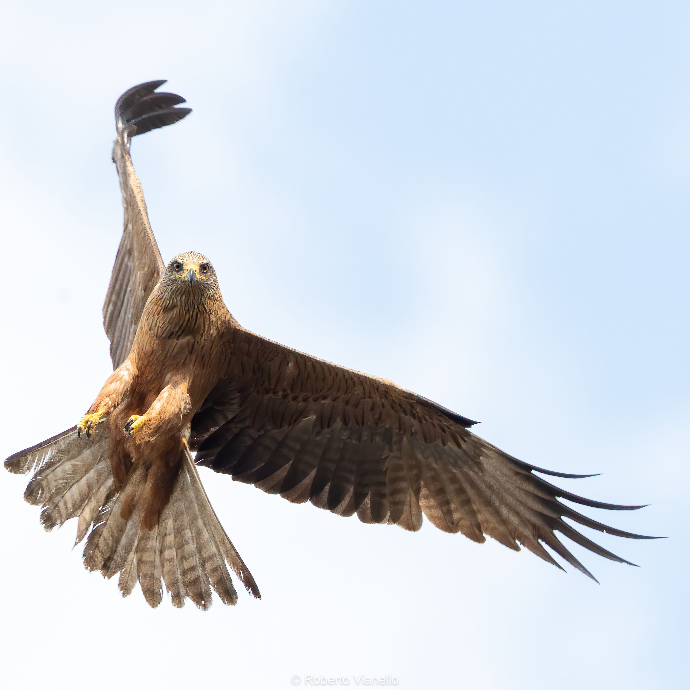 Nibbio bruno (Milvus migrans)