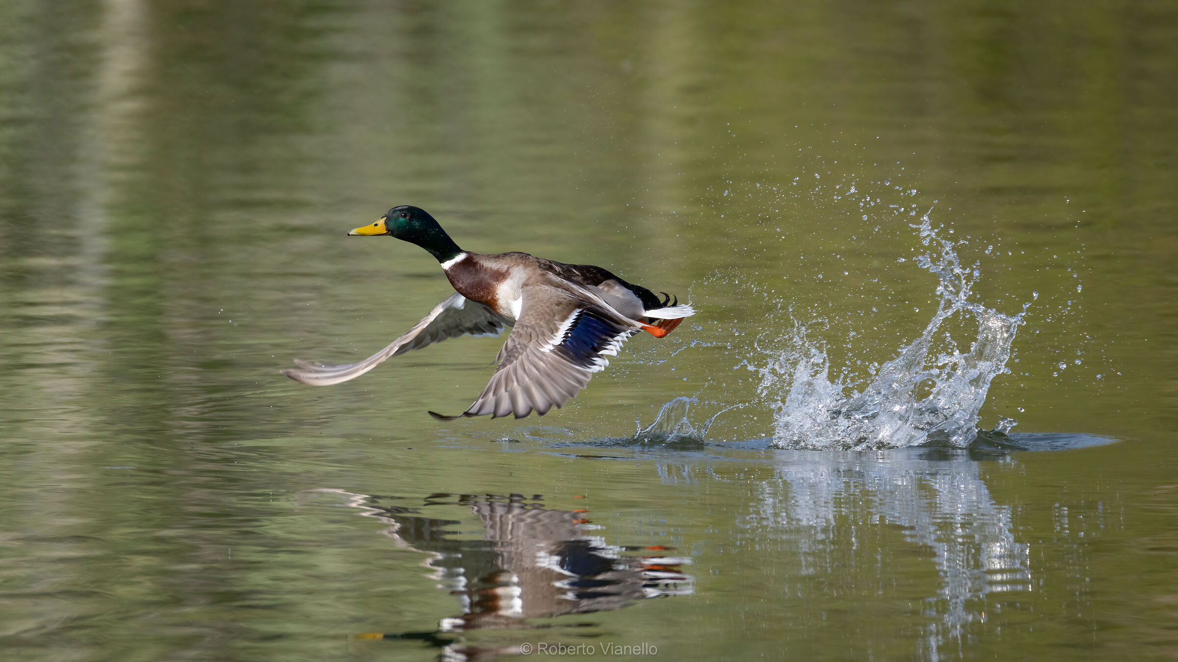 Germano reale (Anas platyrhynchos)