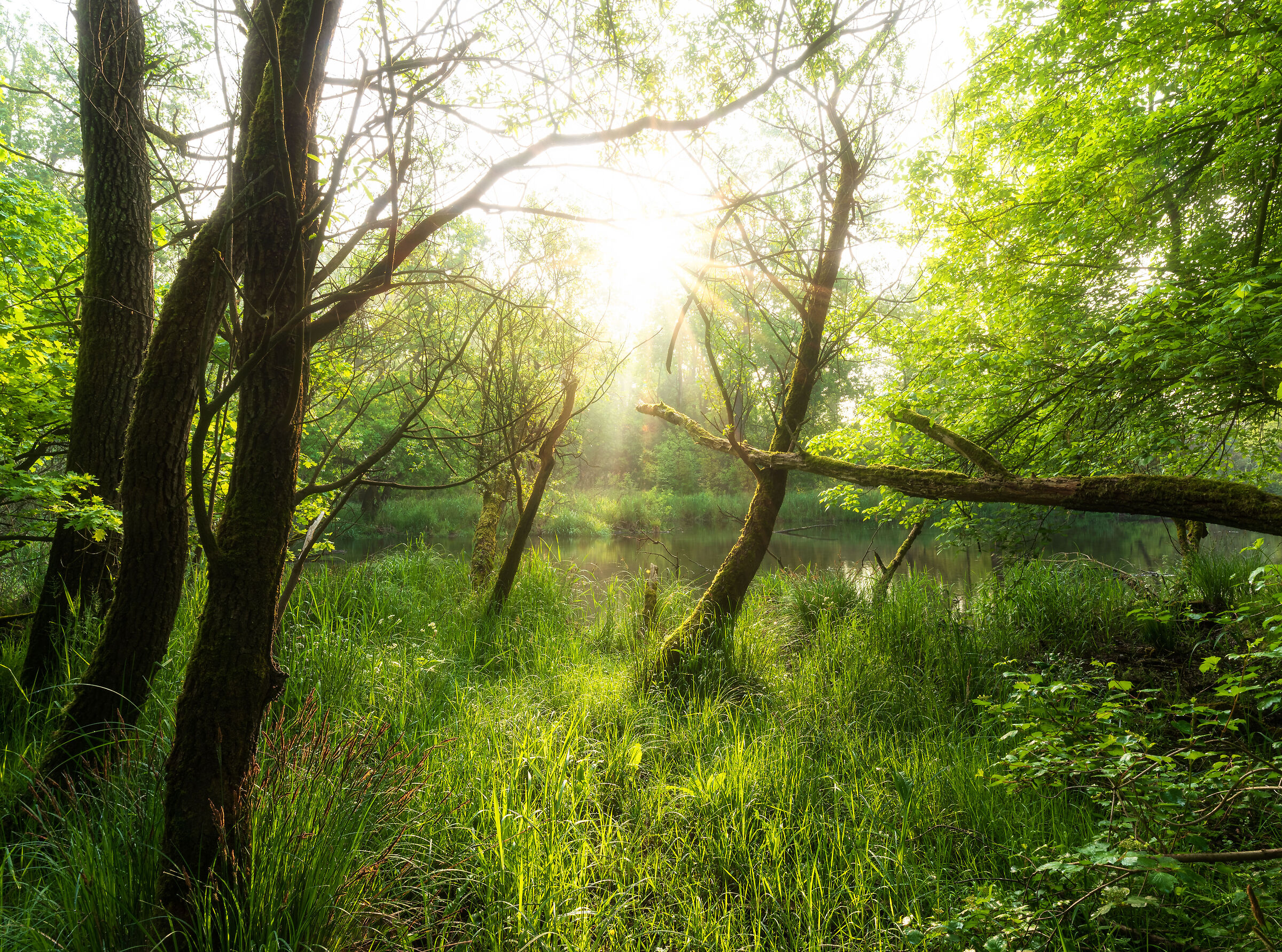 La magia della luce del mattino