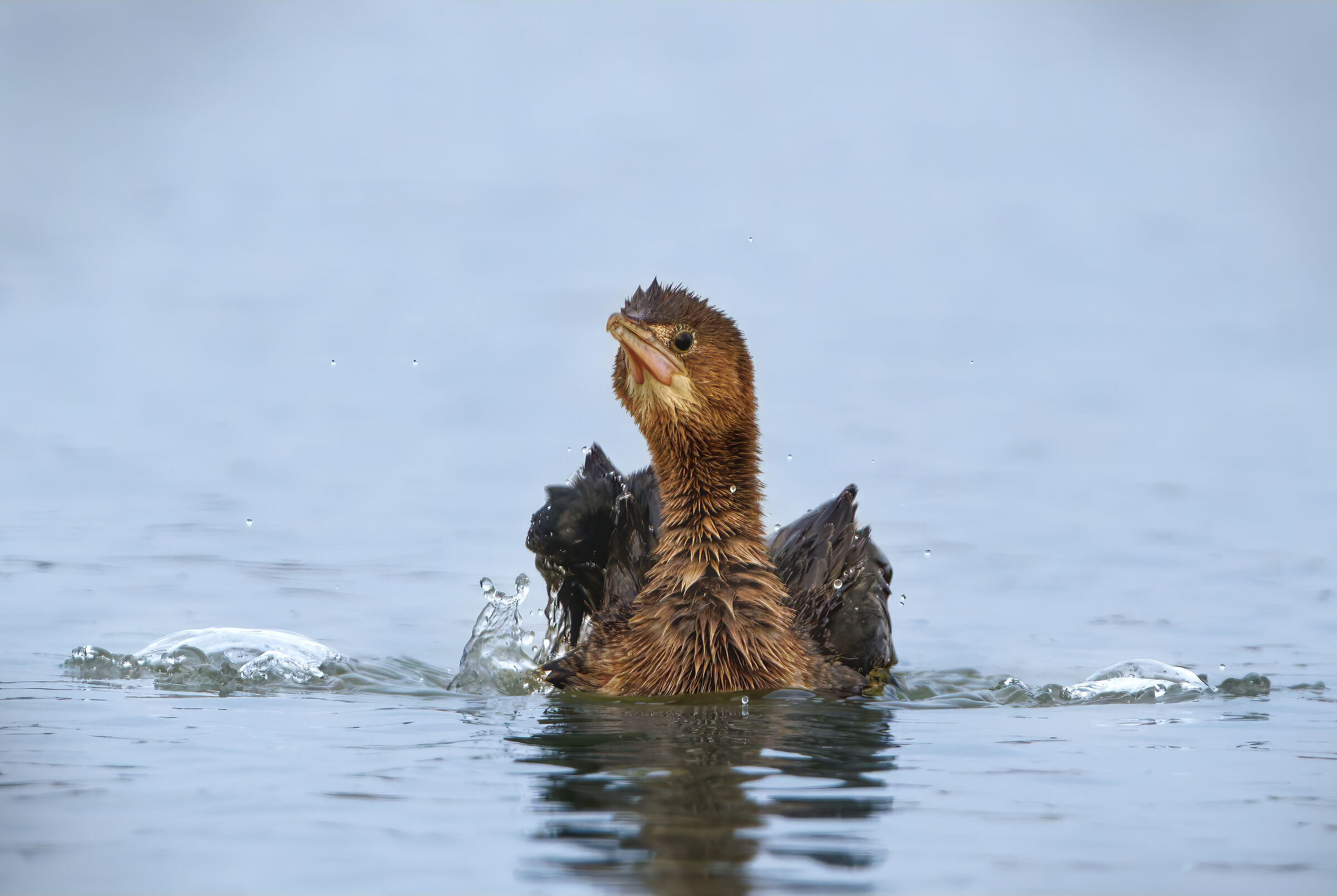Cormorant (Microcarbo pygmeus)