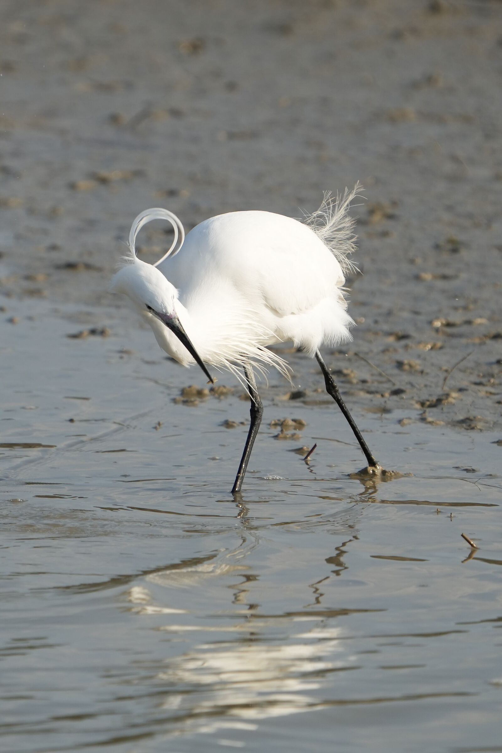 Angry Egret