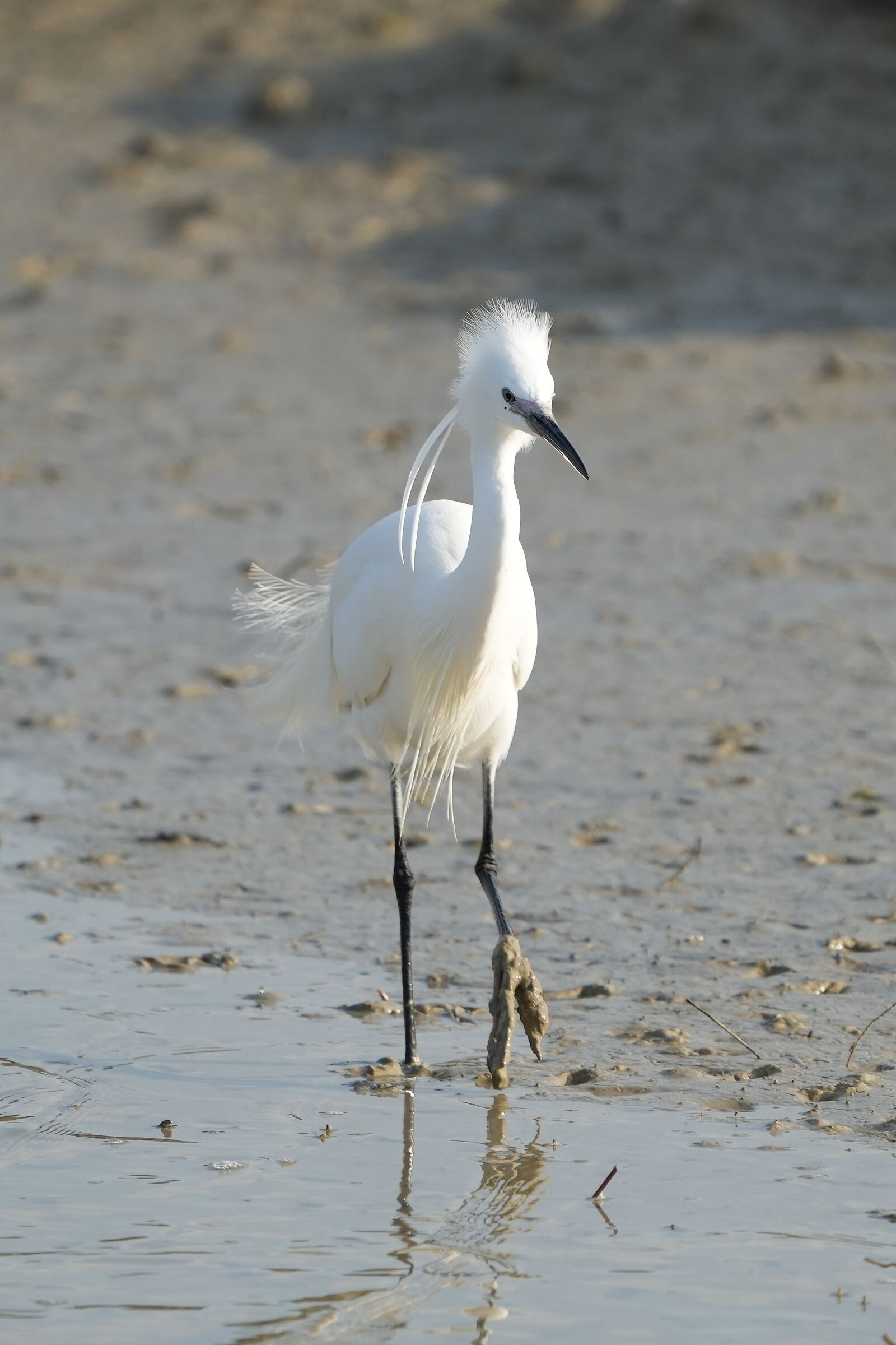 Egret
