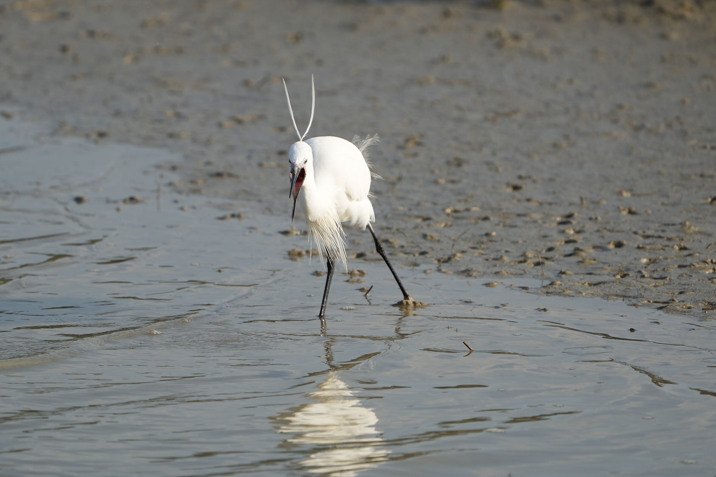 Angry Egret2