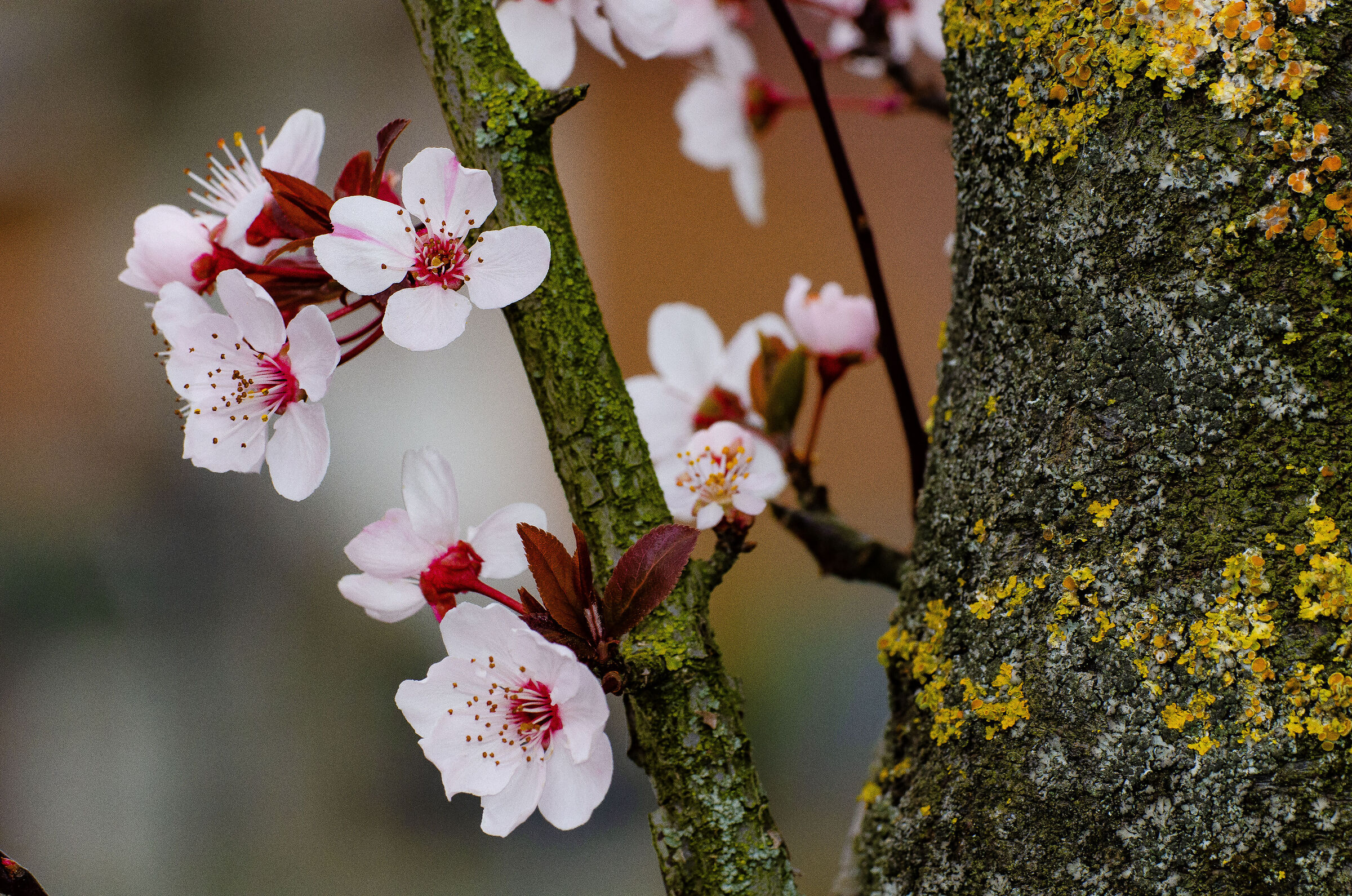 Flowering branches