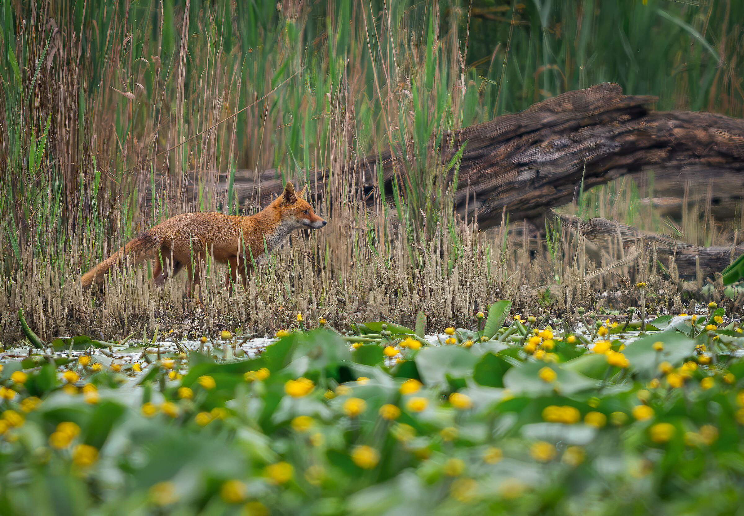 Fox in lake environment