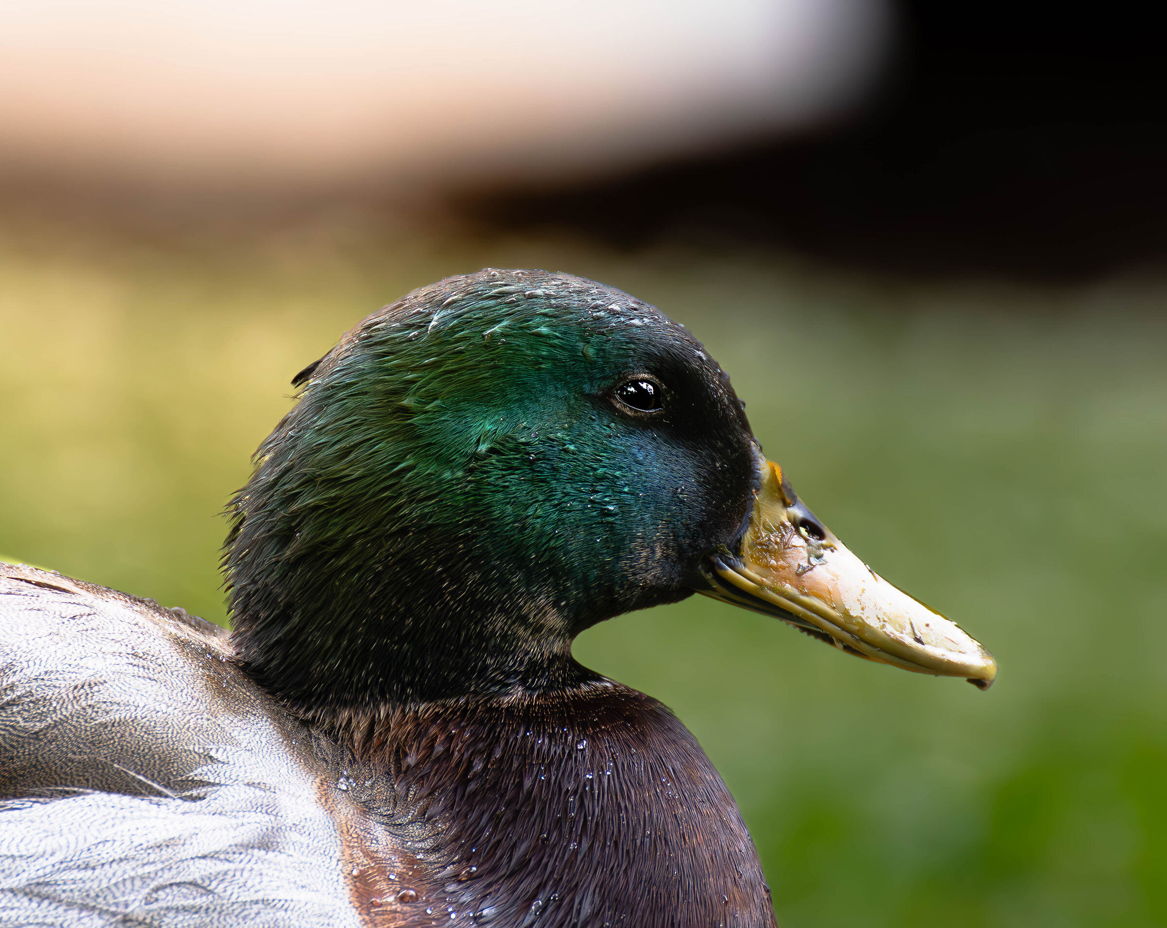 Mallard