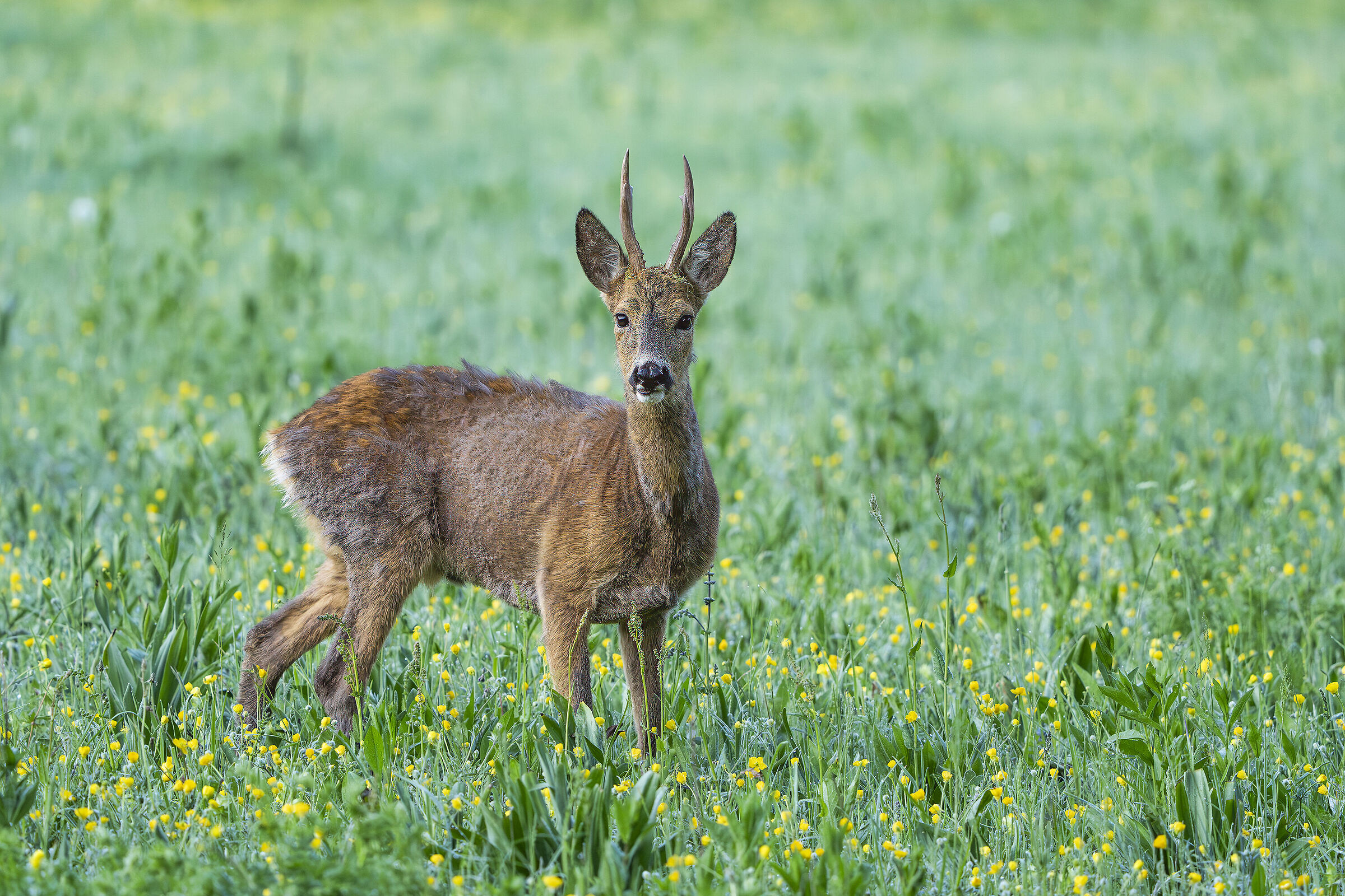 Male roe deer