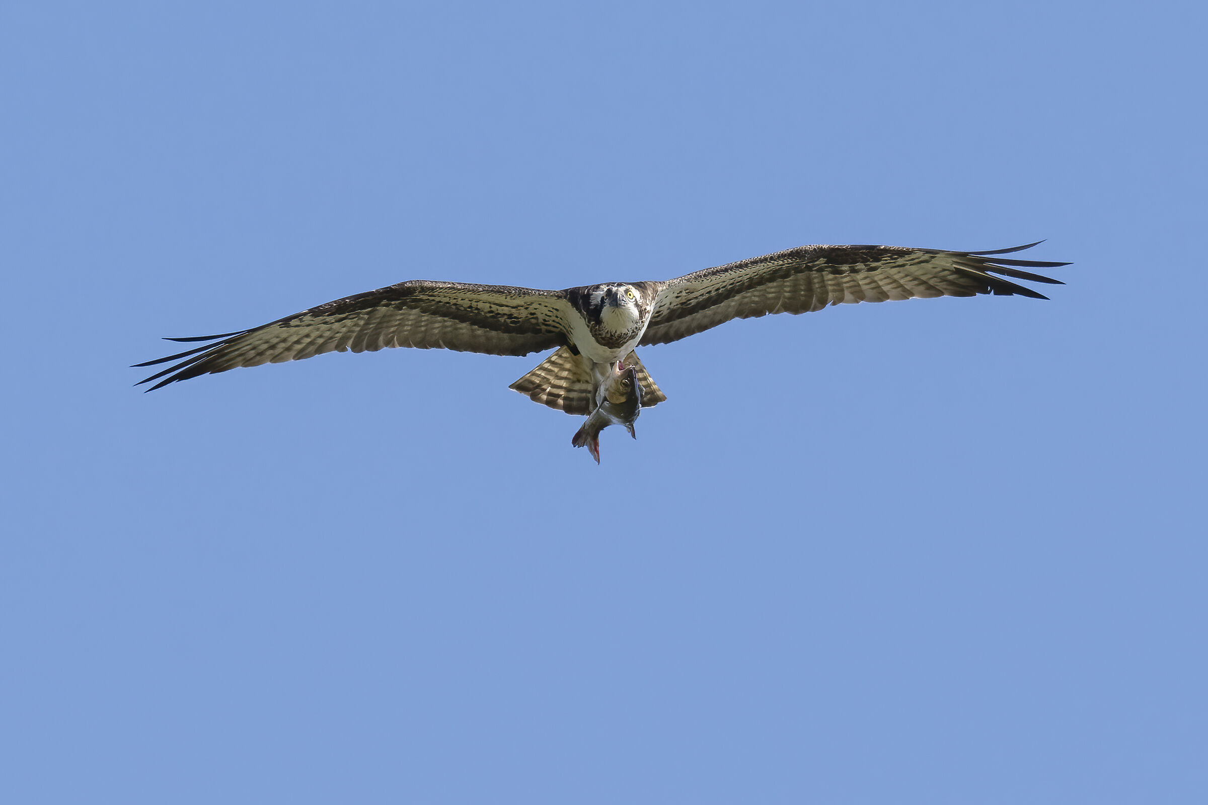Osprey