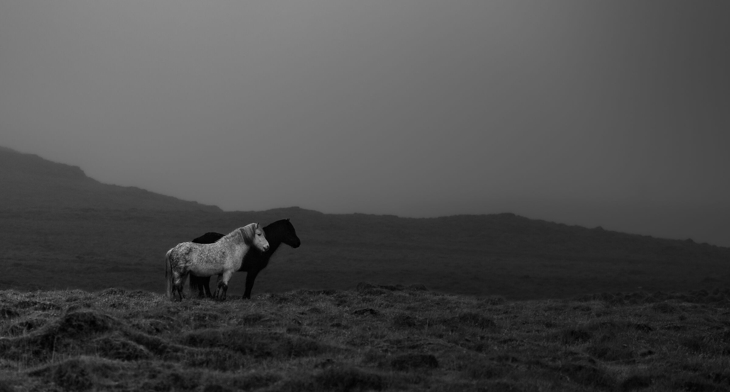 Icelandic Horses in the middle of nowhere (ii)