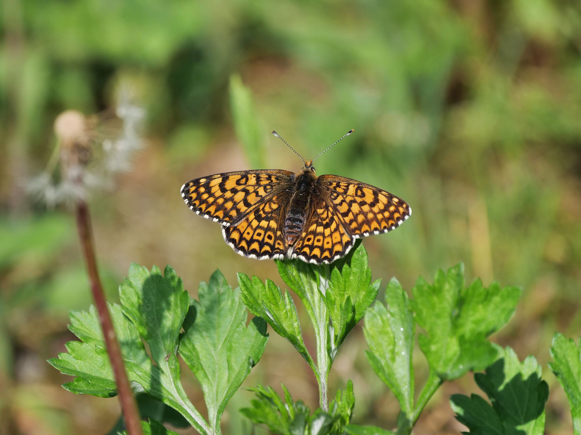 _Melitaea cinxia Linneus, 1758