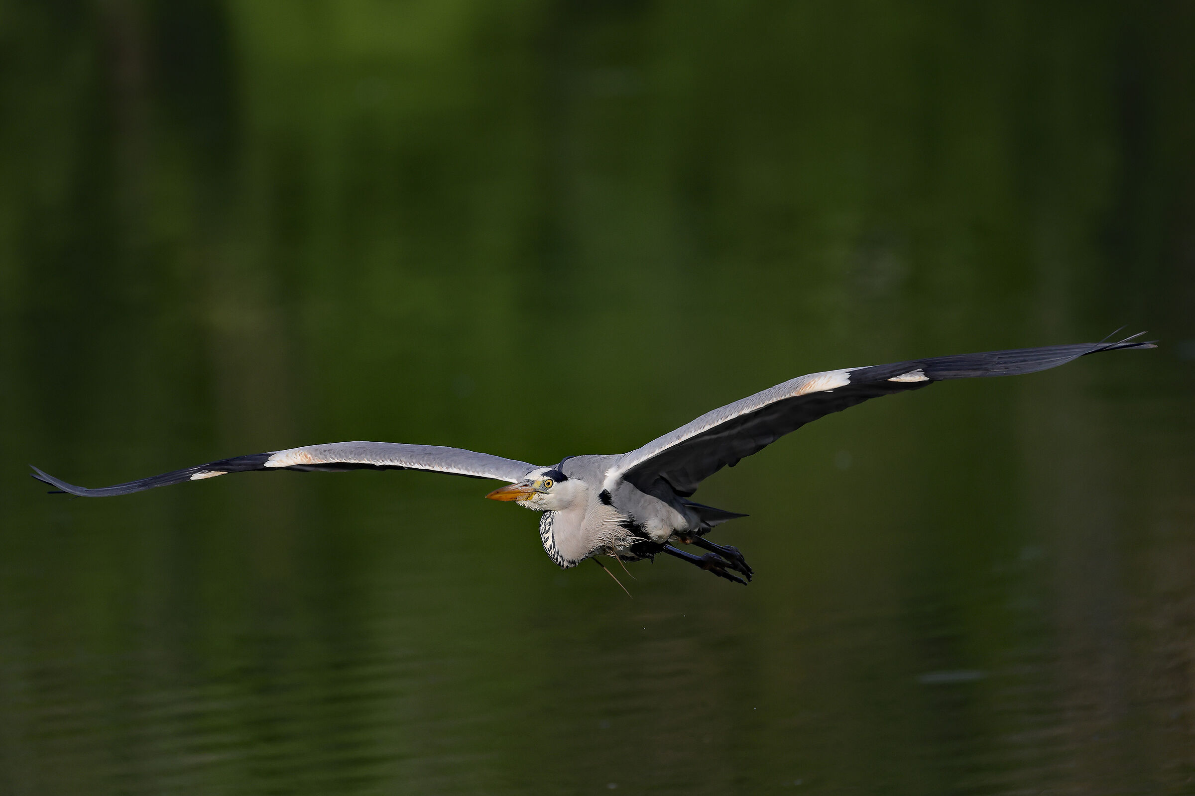 Heron in flight