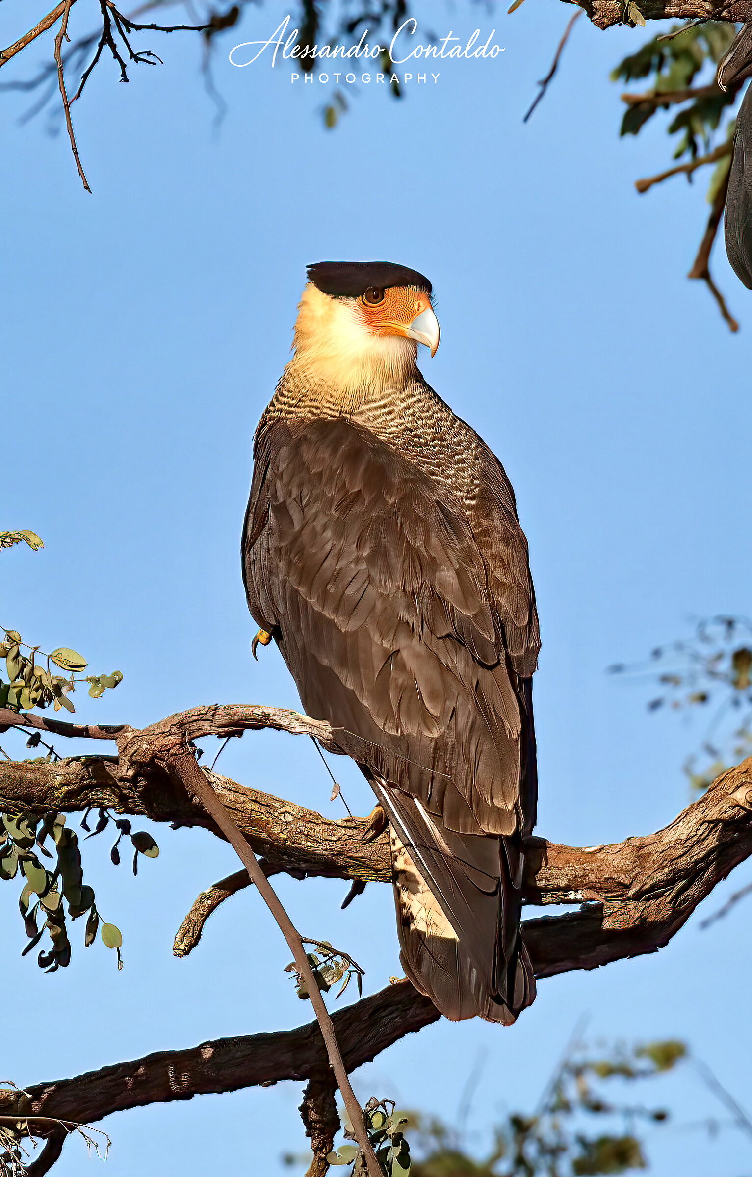Caracara