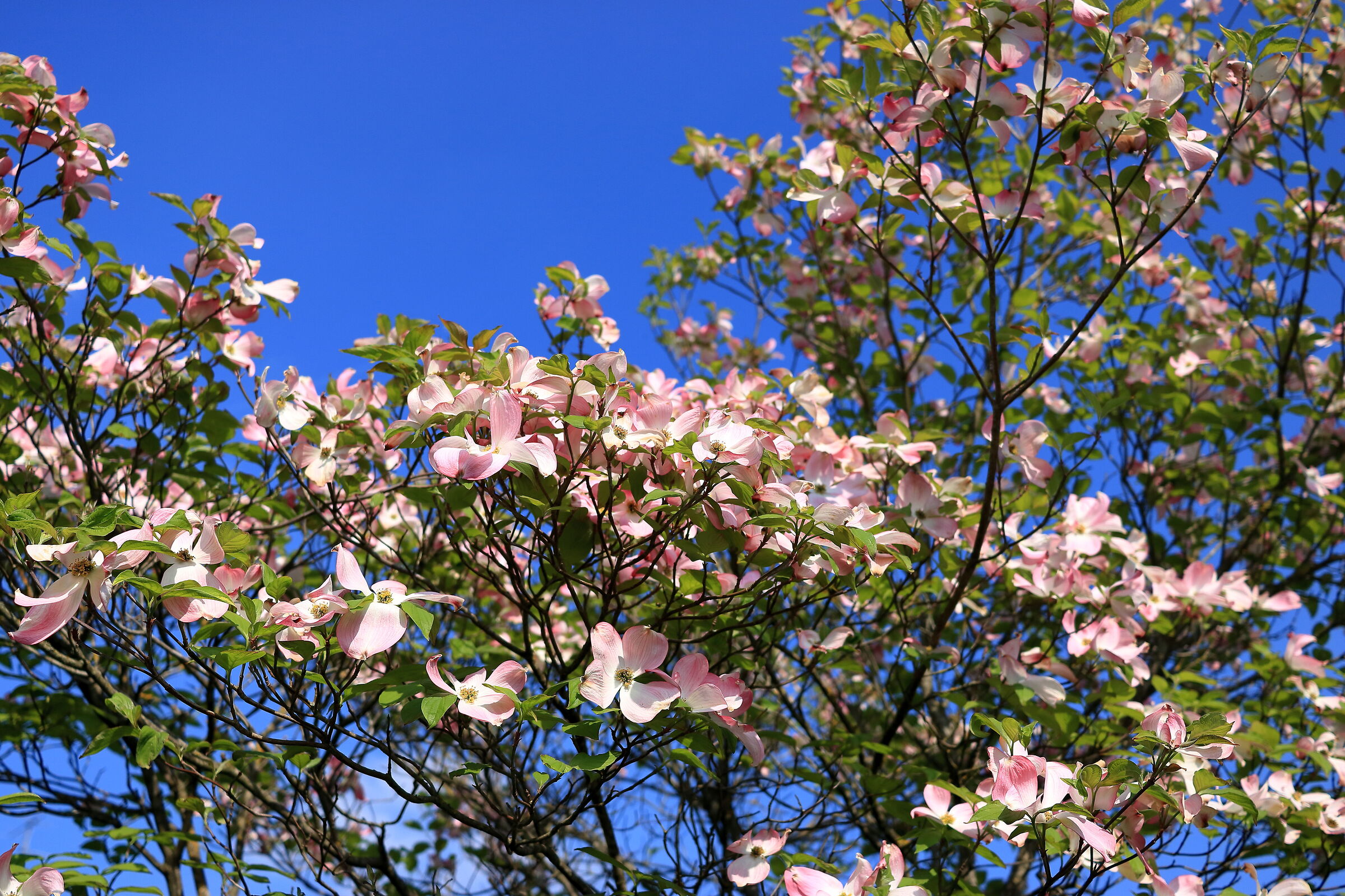Spring