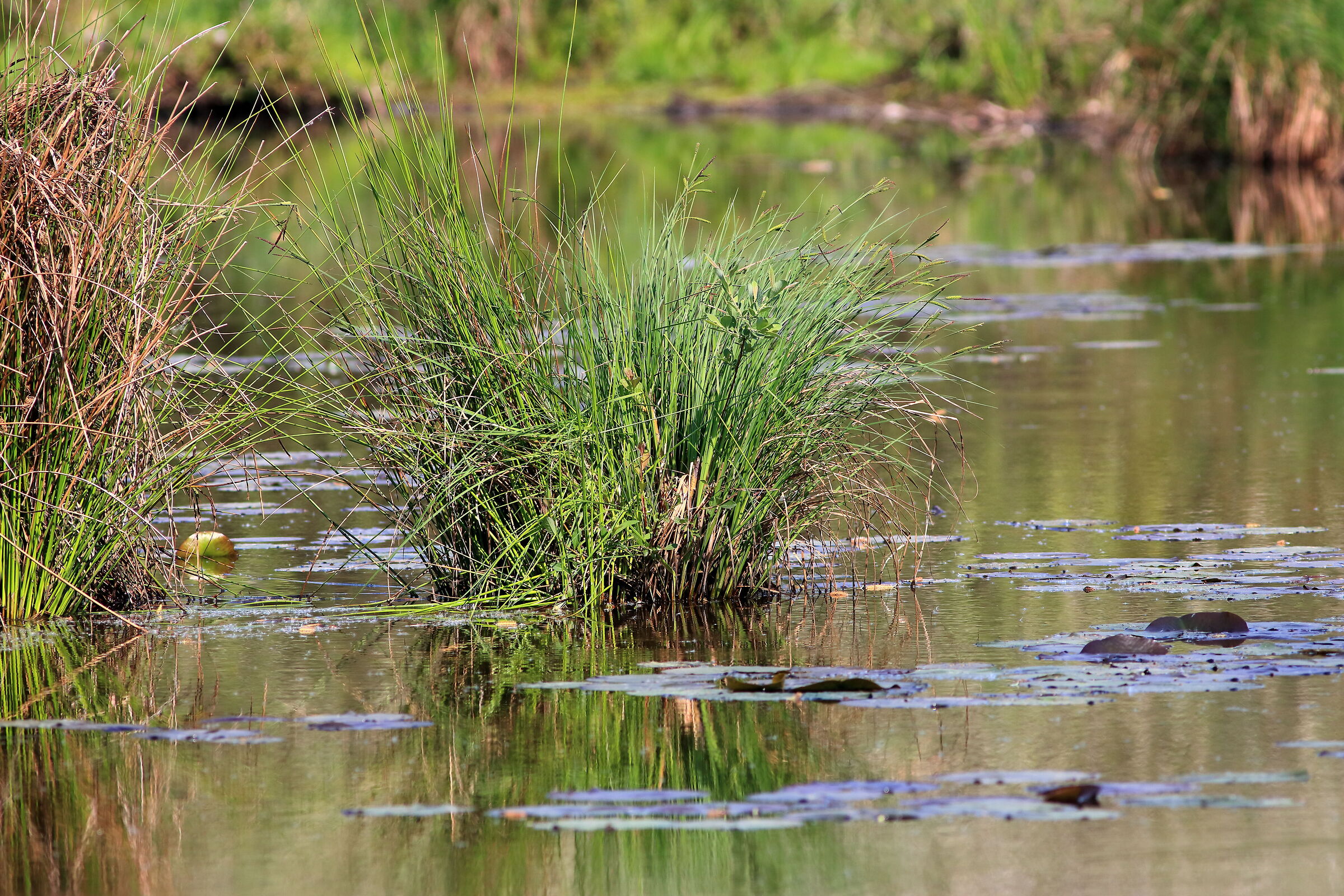 The swamp in spring
