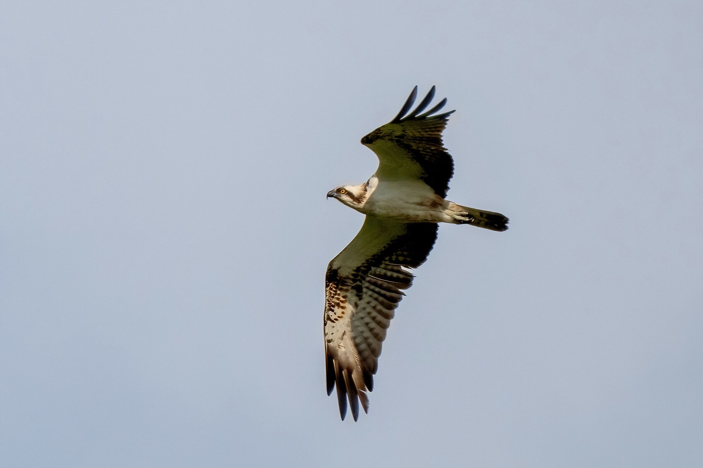 Osprey (Pandion haliaetus)