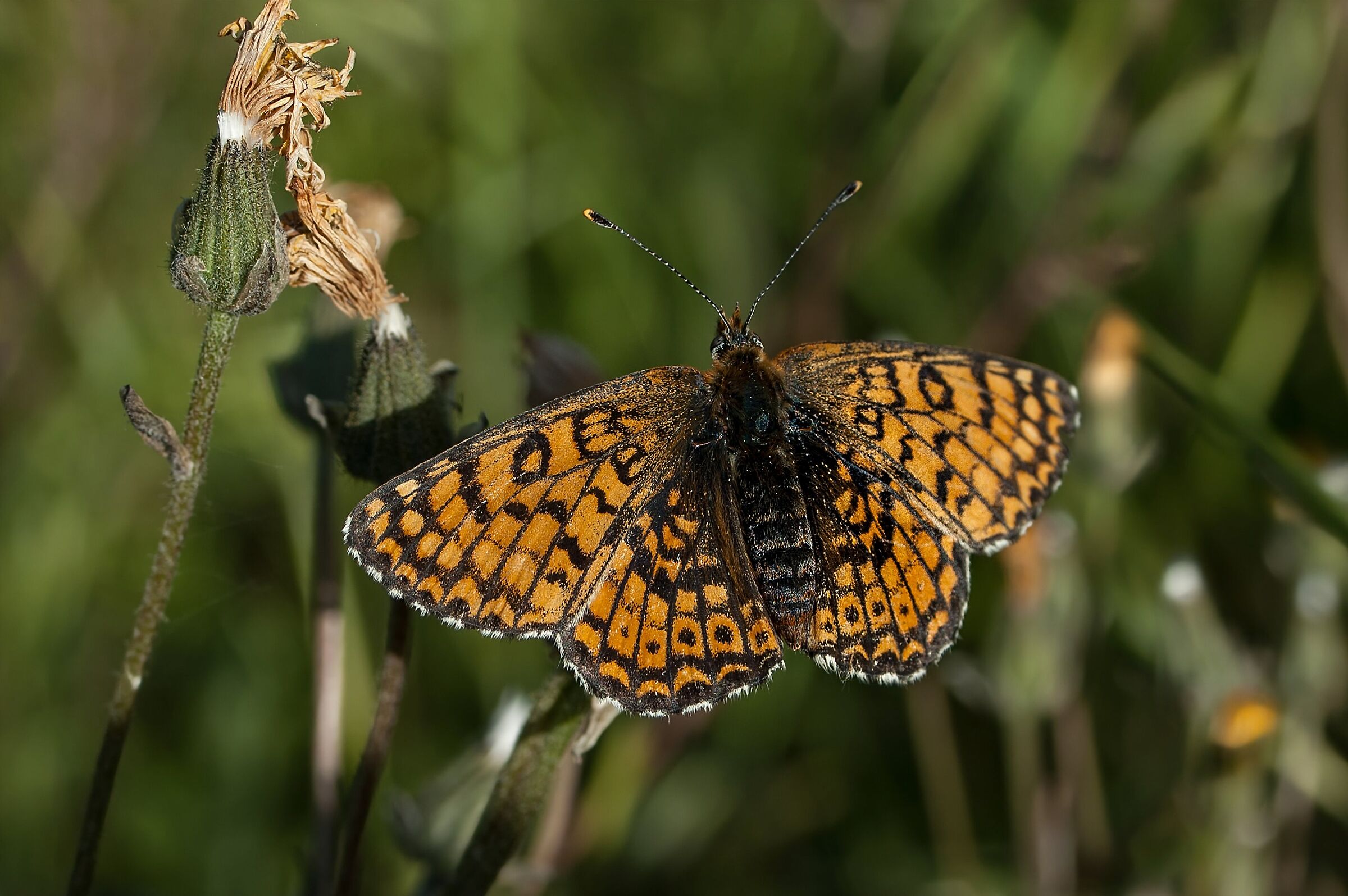 Farfalla Fritillaria