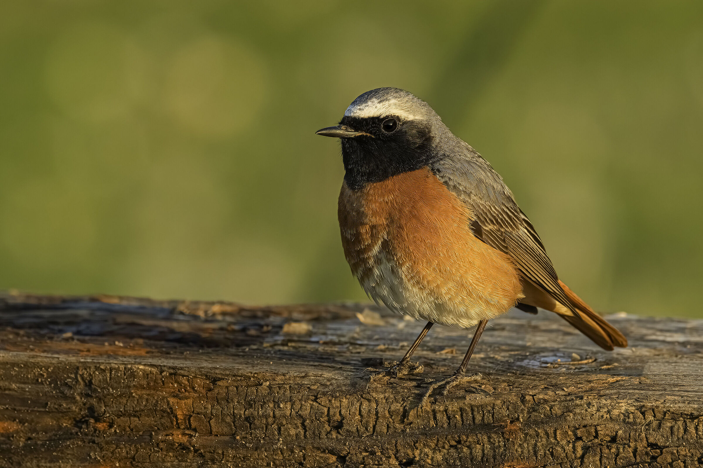Redstart