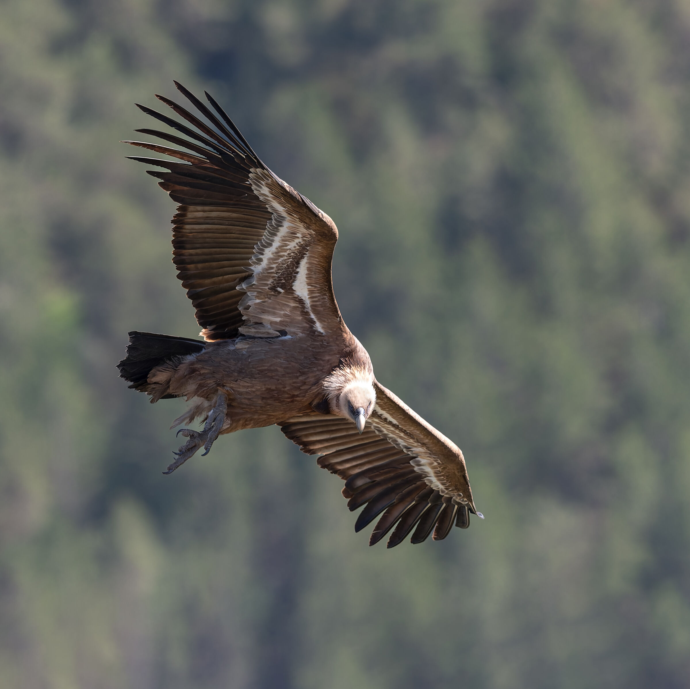 Griffin-Parc naturel régional des Baronnies Provençales