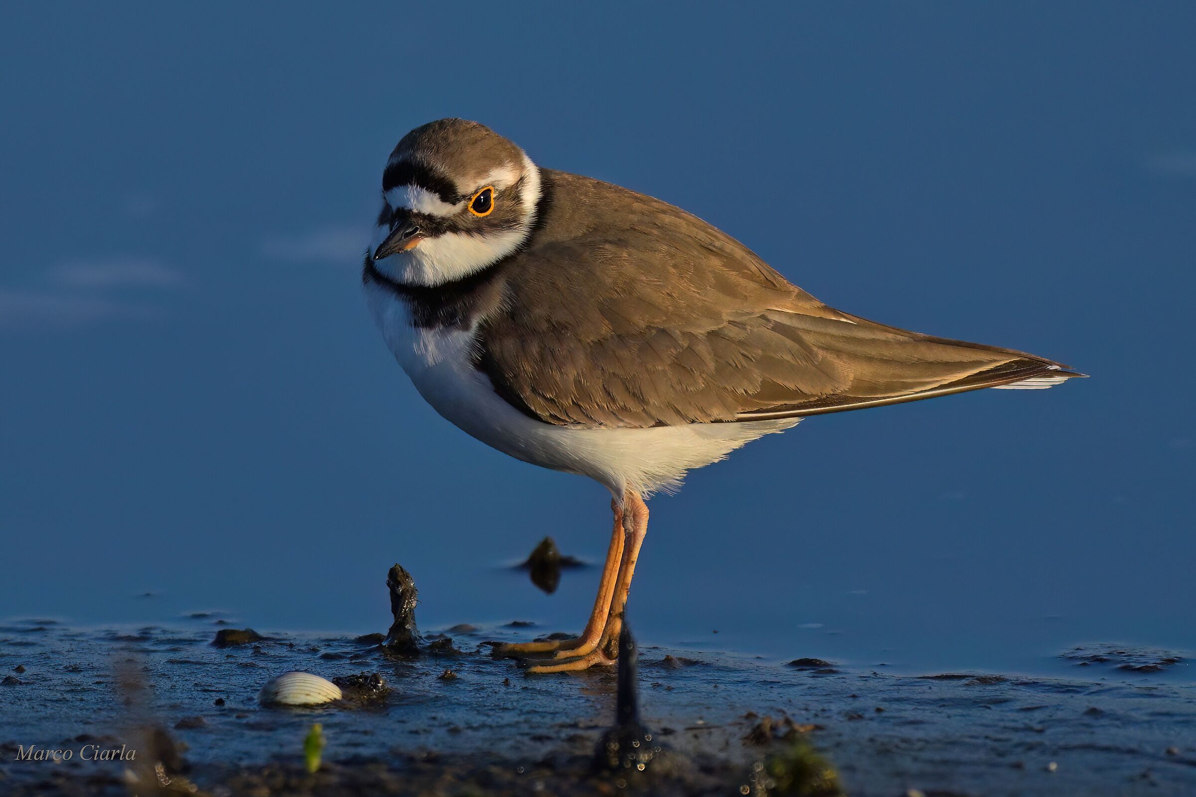 Corriere piccolo (Charadrius dubius )