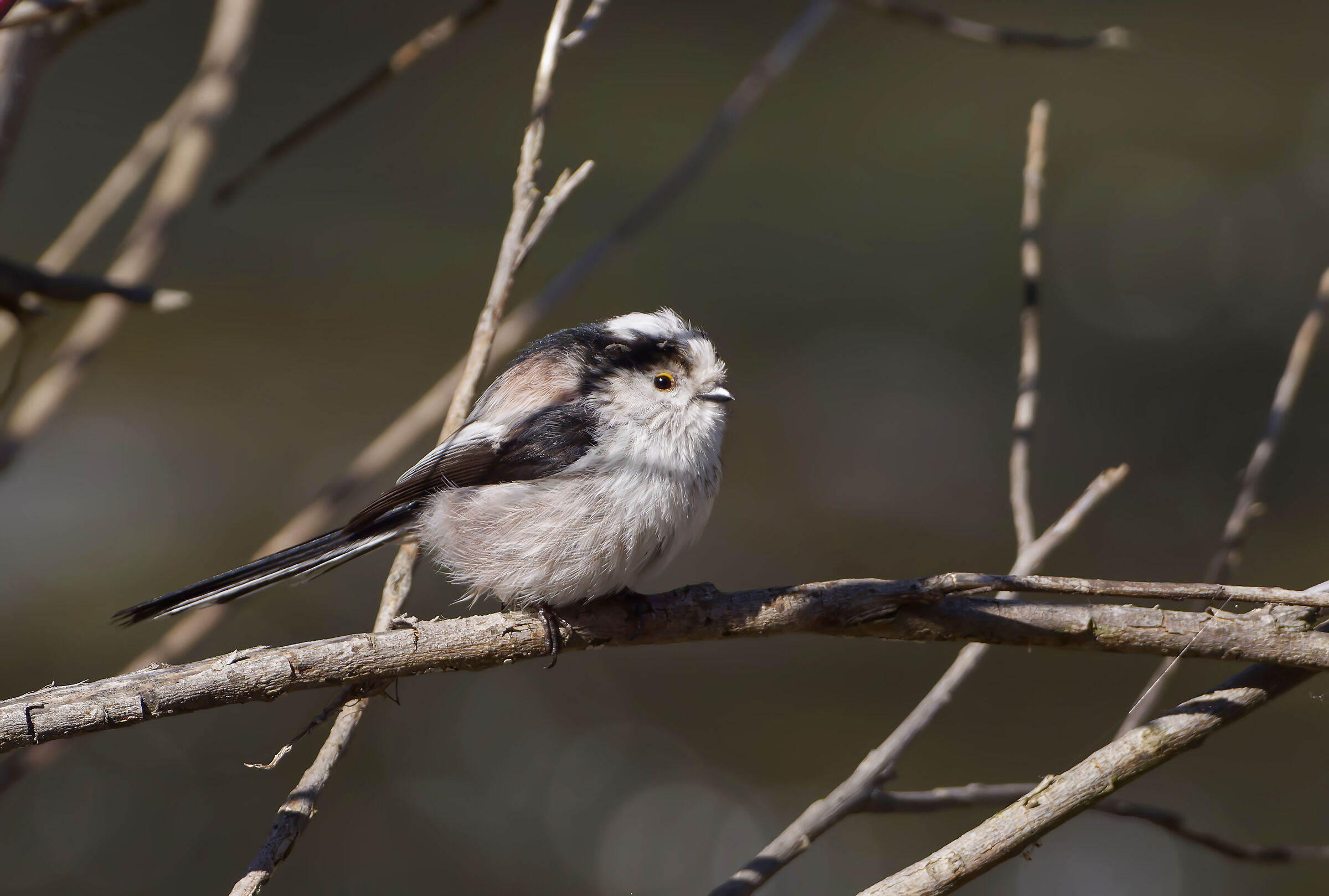 Long-tailed.