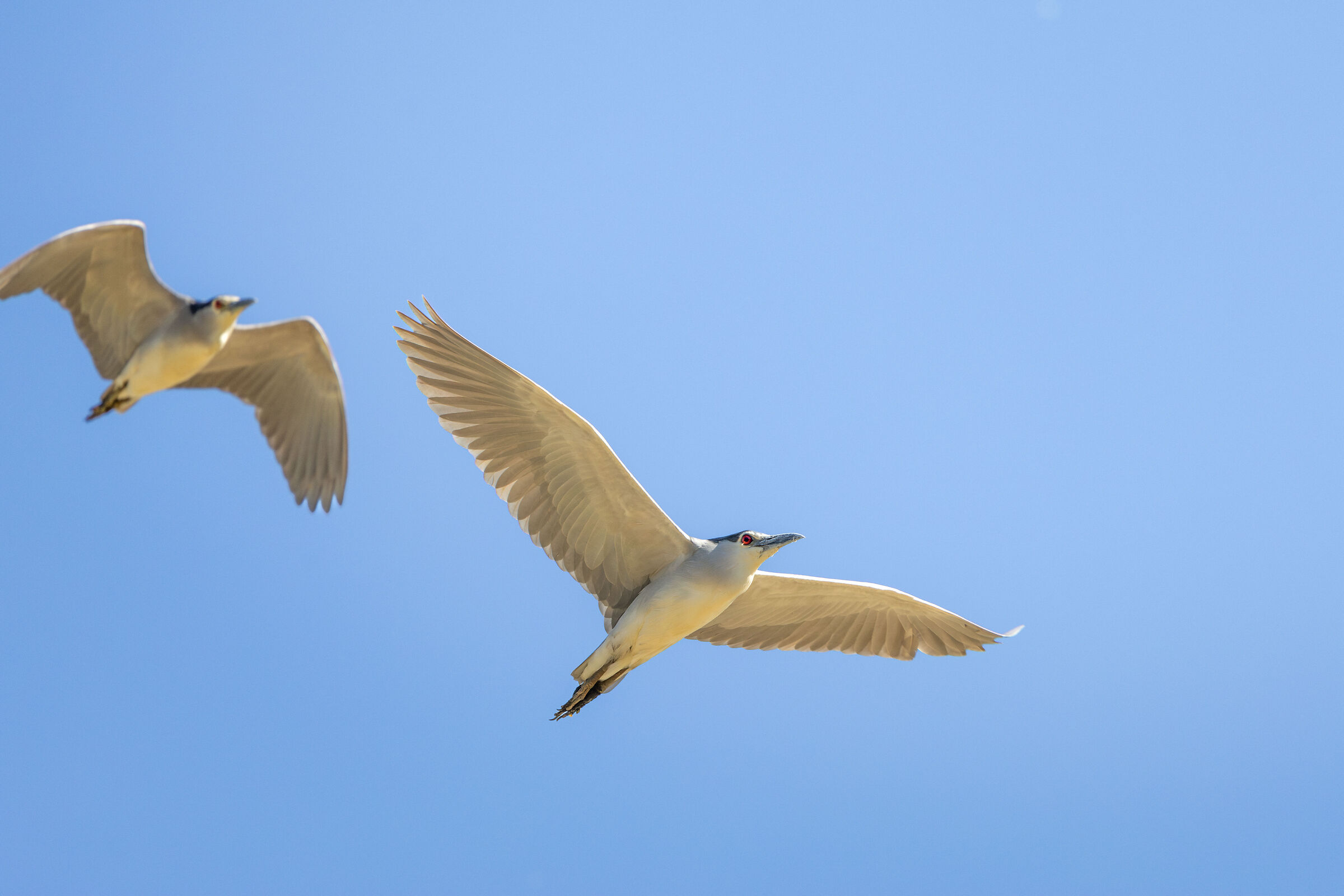 Volo di coppia