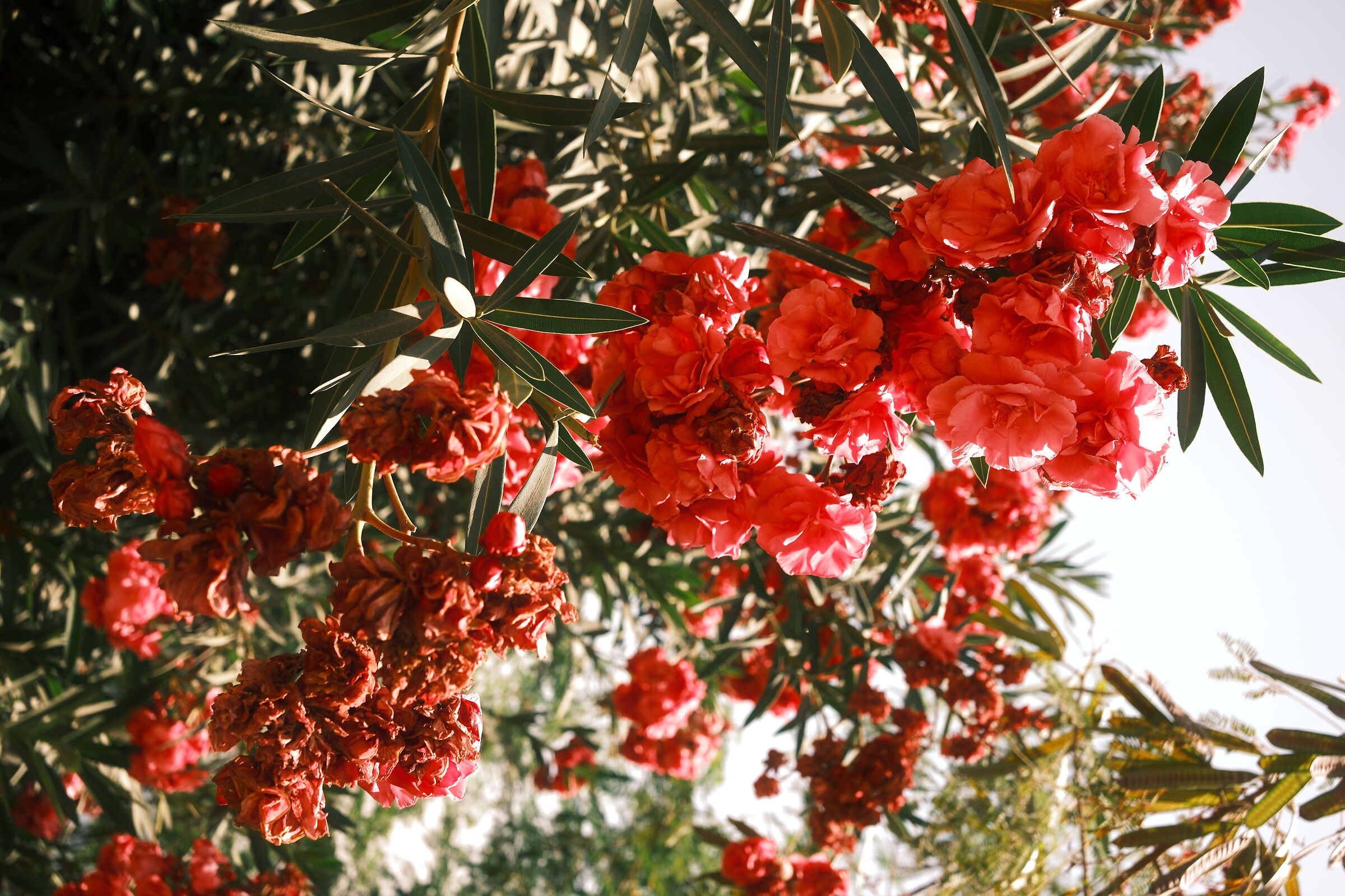 Fiori di Nubia