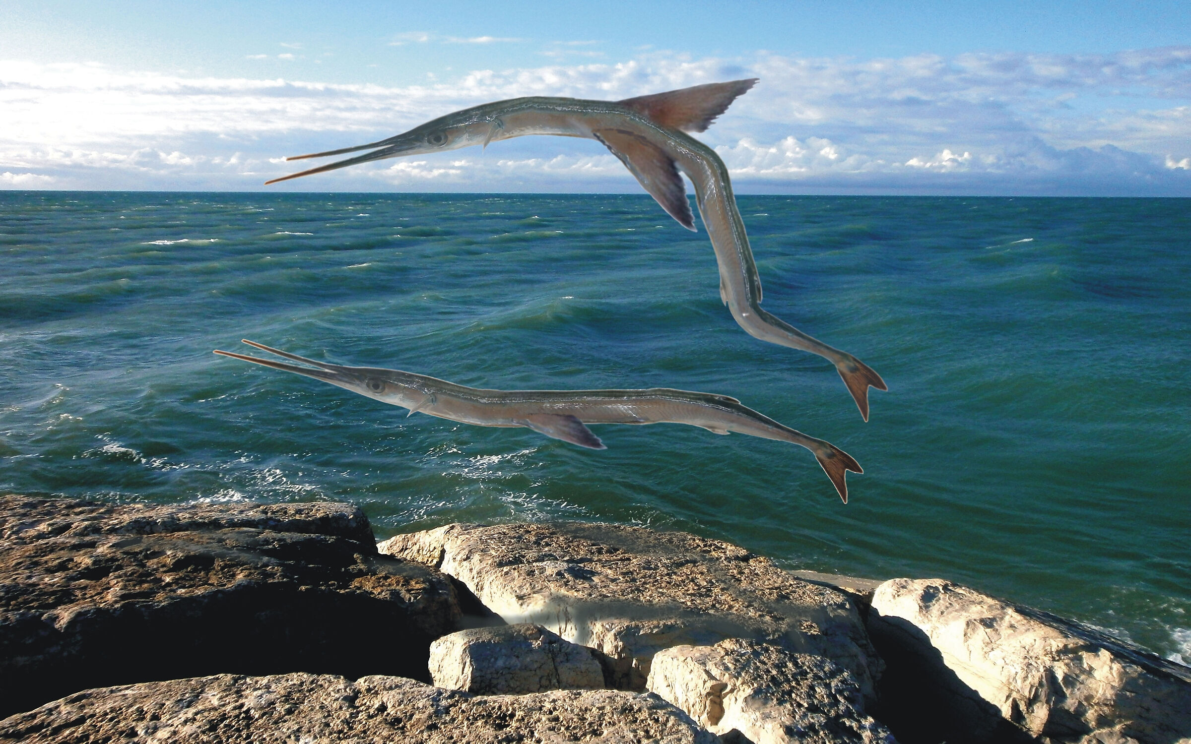 Flying garfish - photomontage