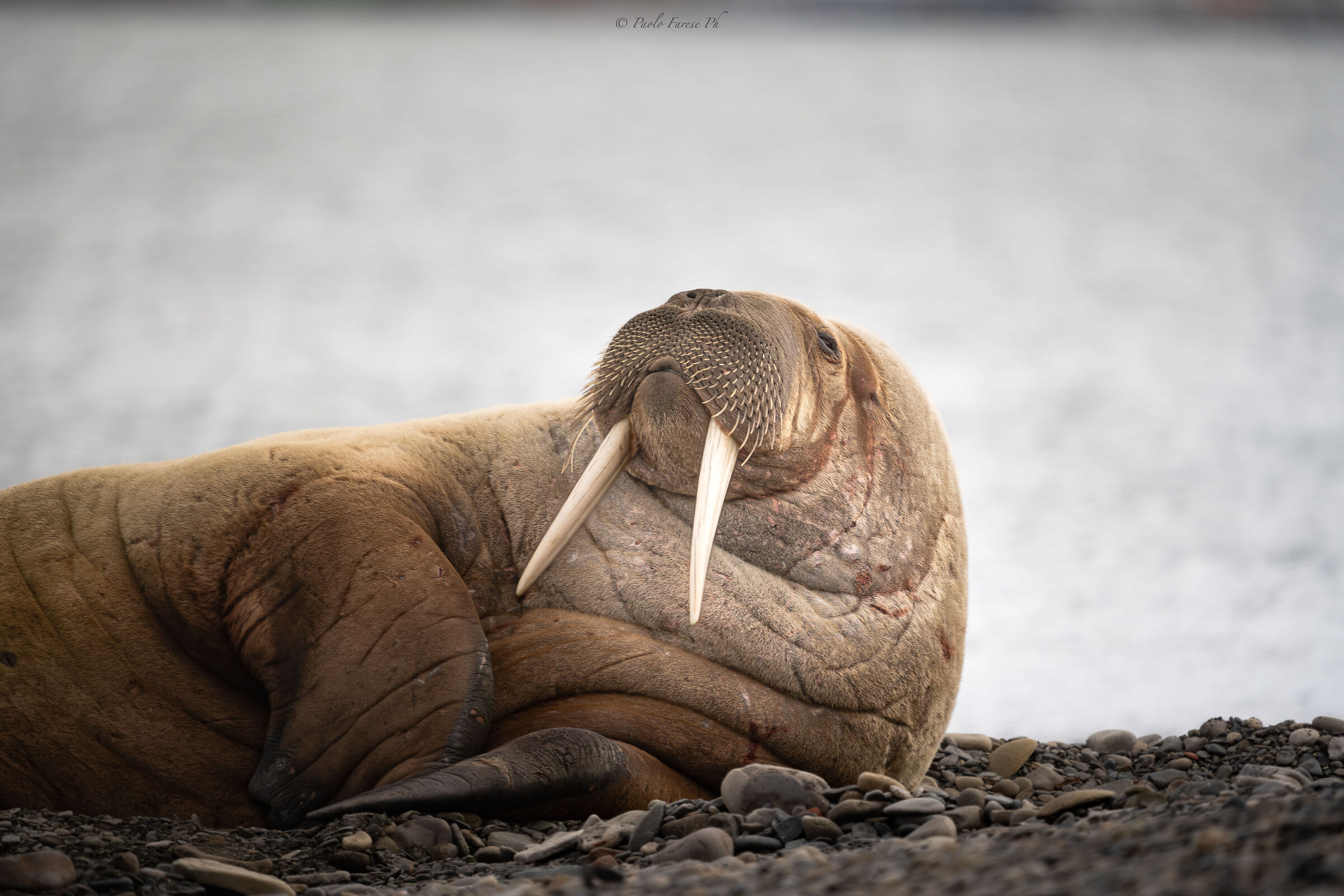 Walrus 2
