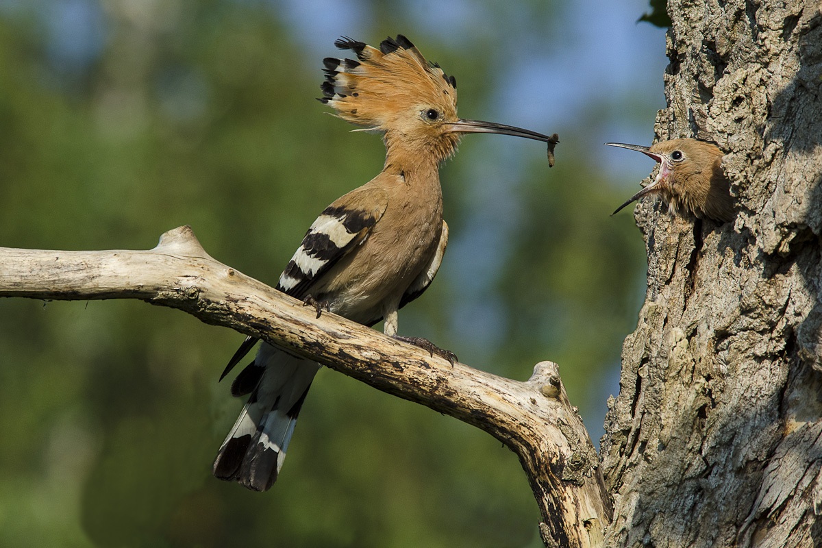 upupa maschio al nido