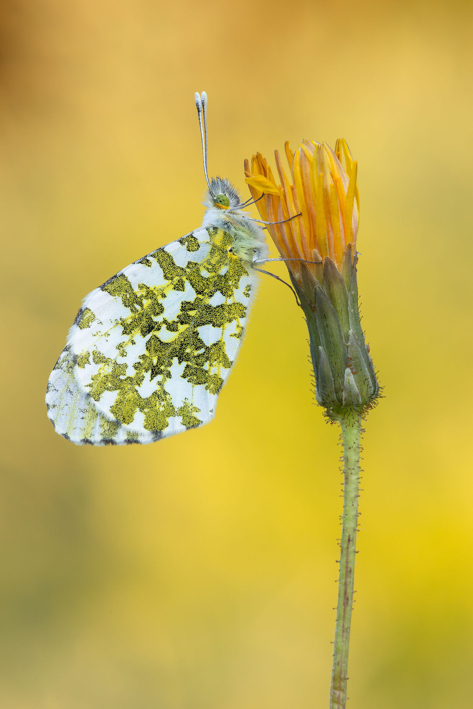 Anthocharis cardamines
