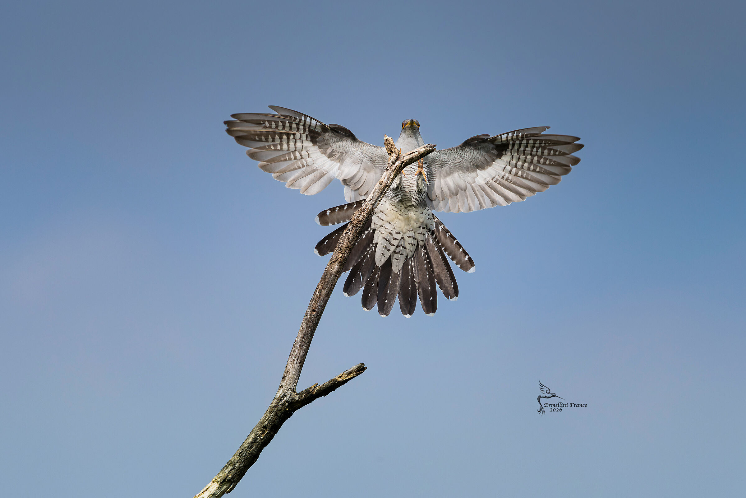 Cuckoo