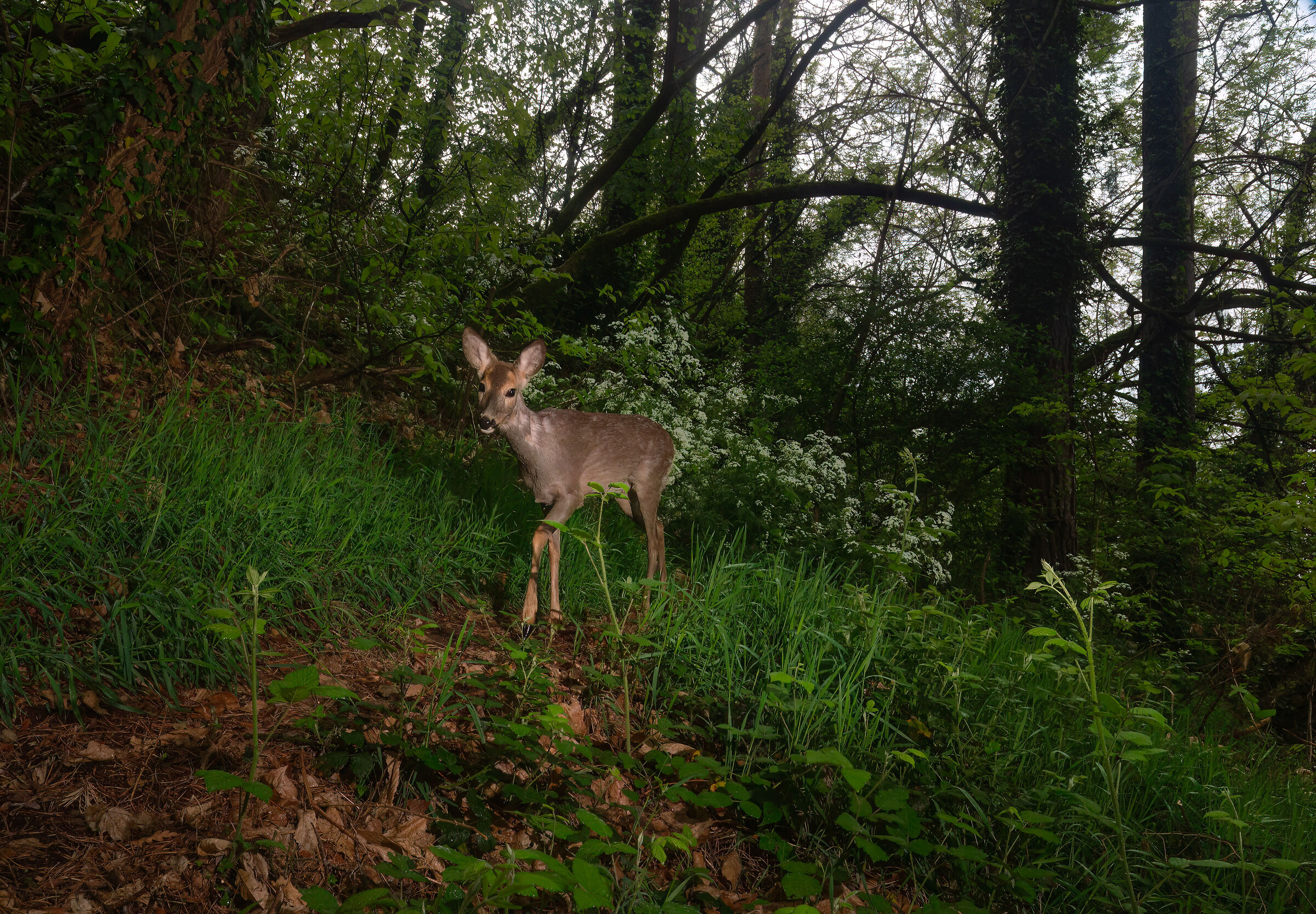 Female roe deer