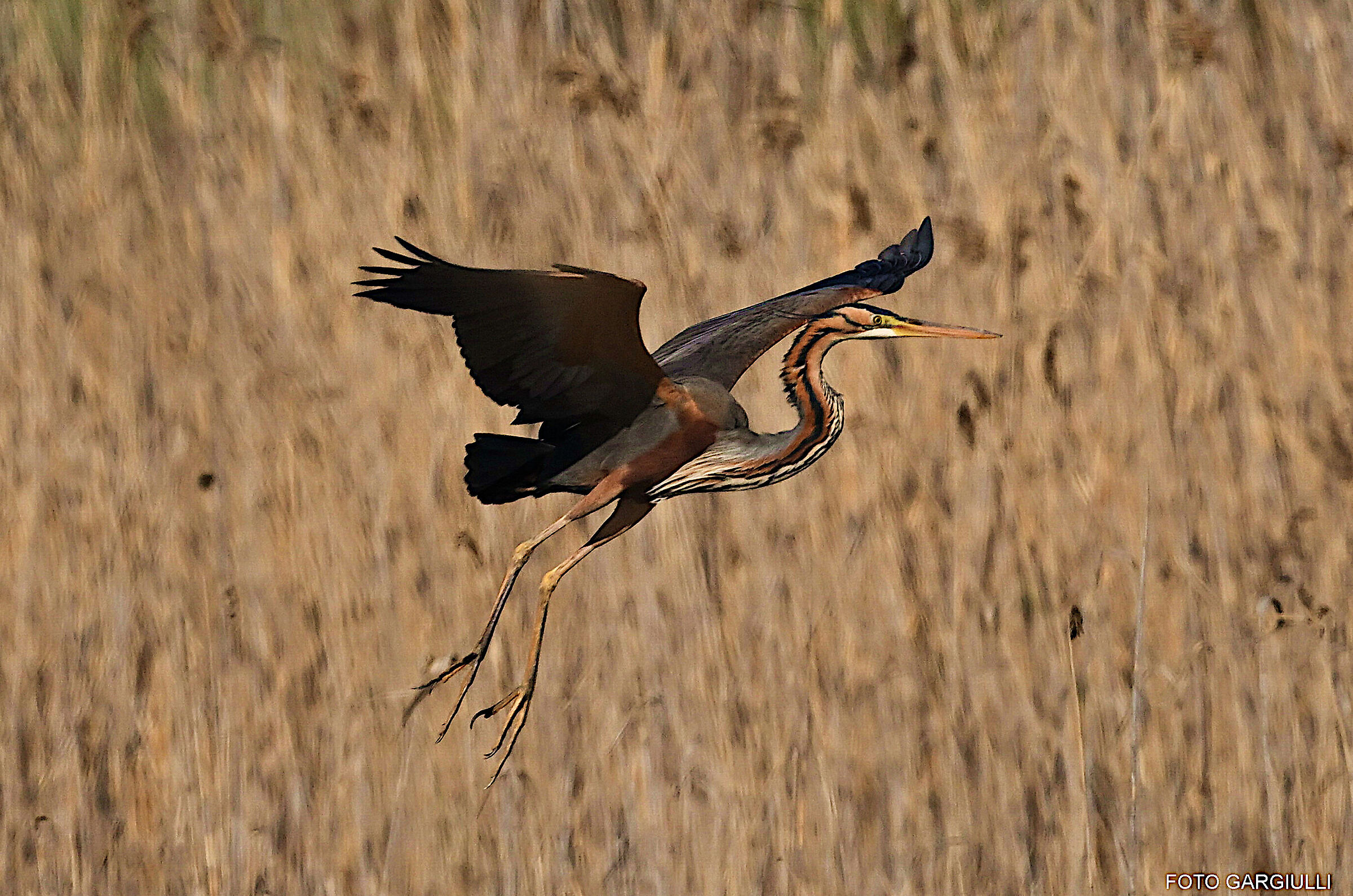 Purple Heron