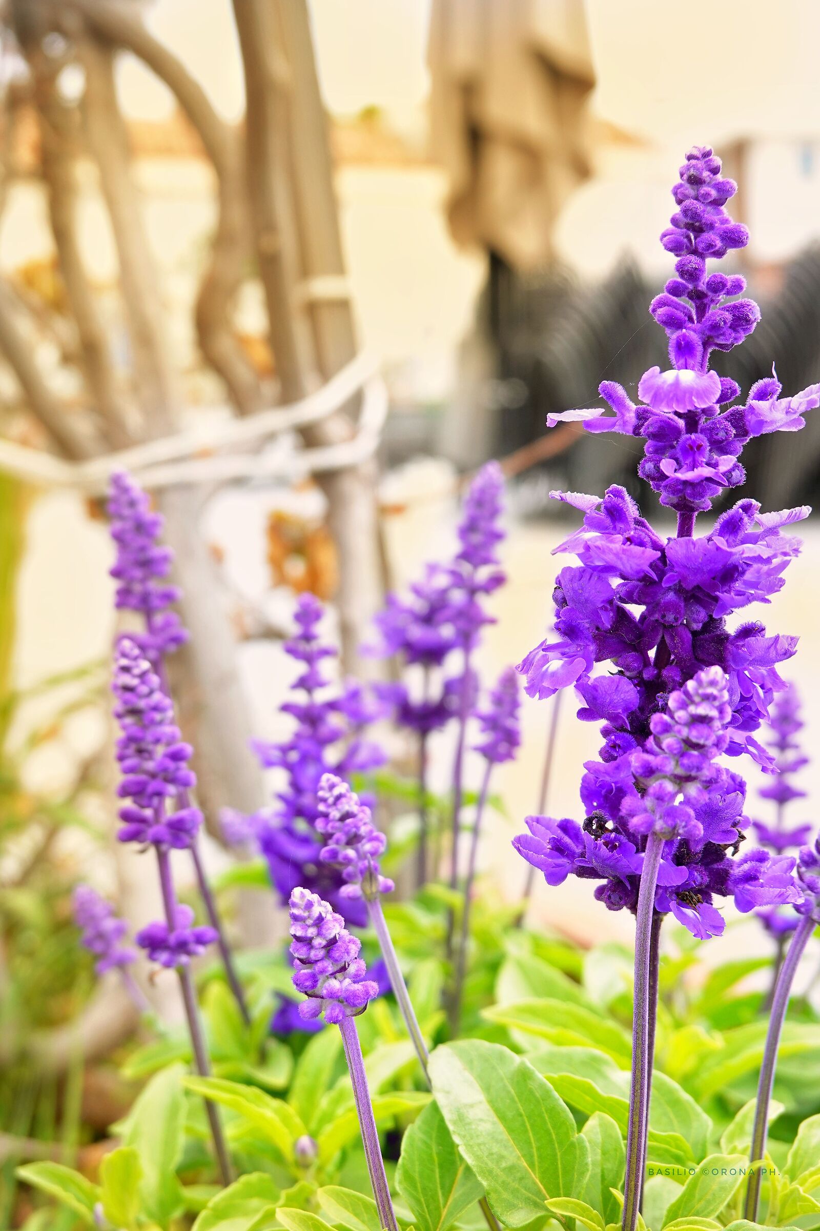 Spighe lavanda