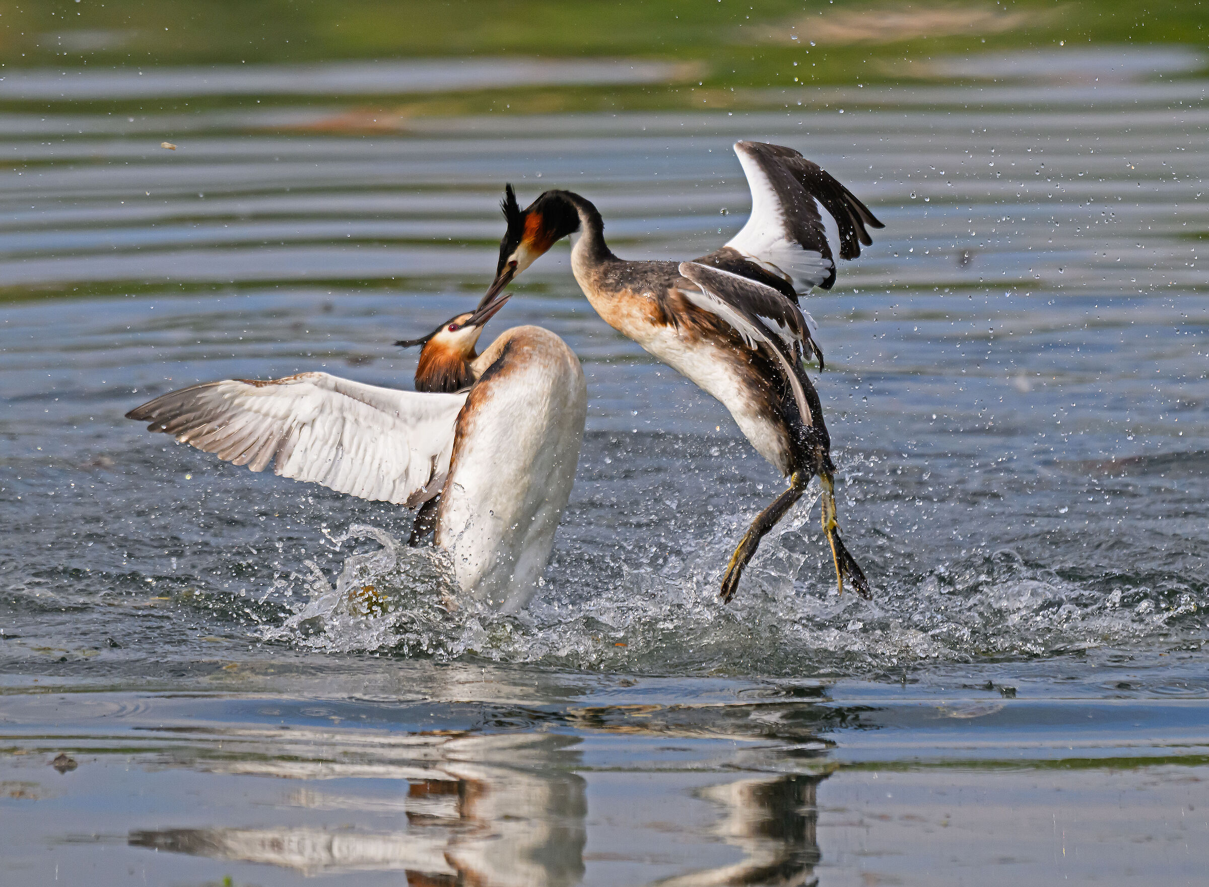 Grebes