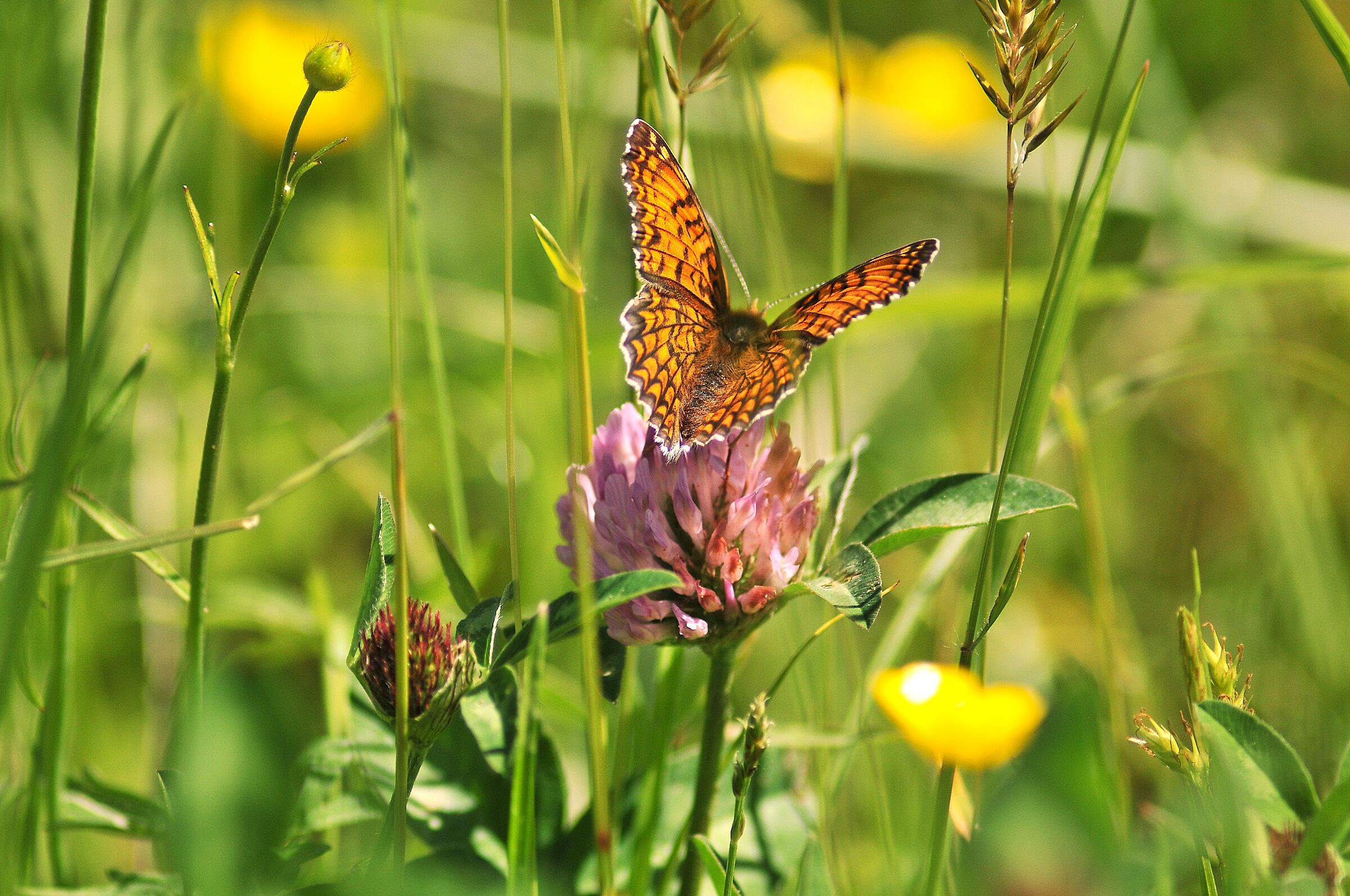 Melitaea phoebe