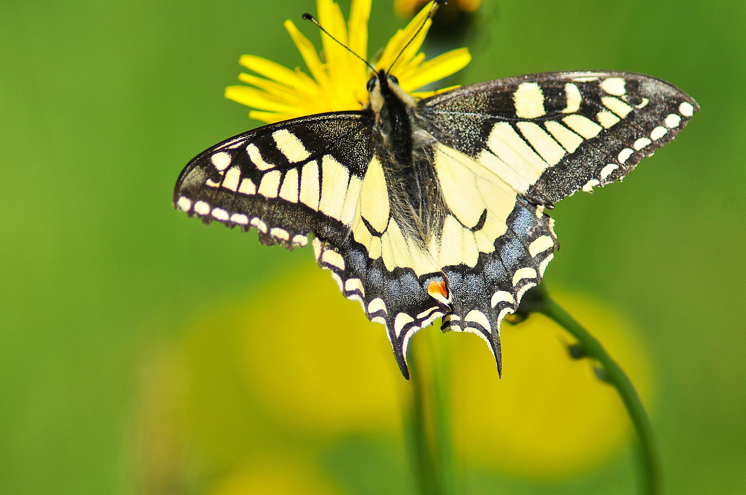 Macaone (Papilio machaon)