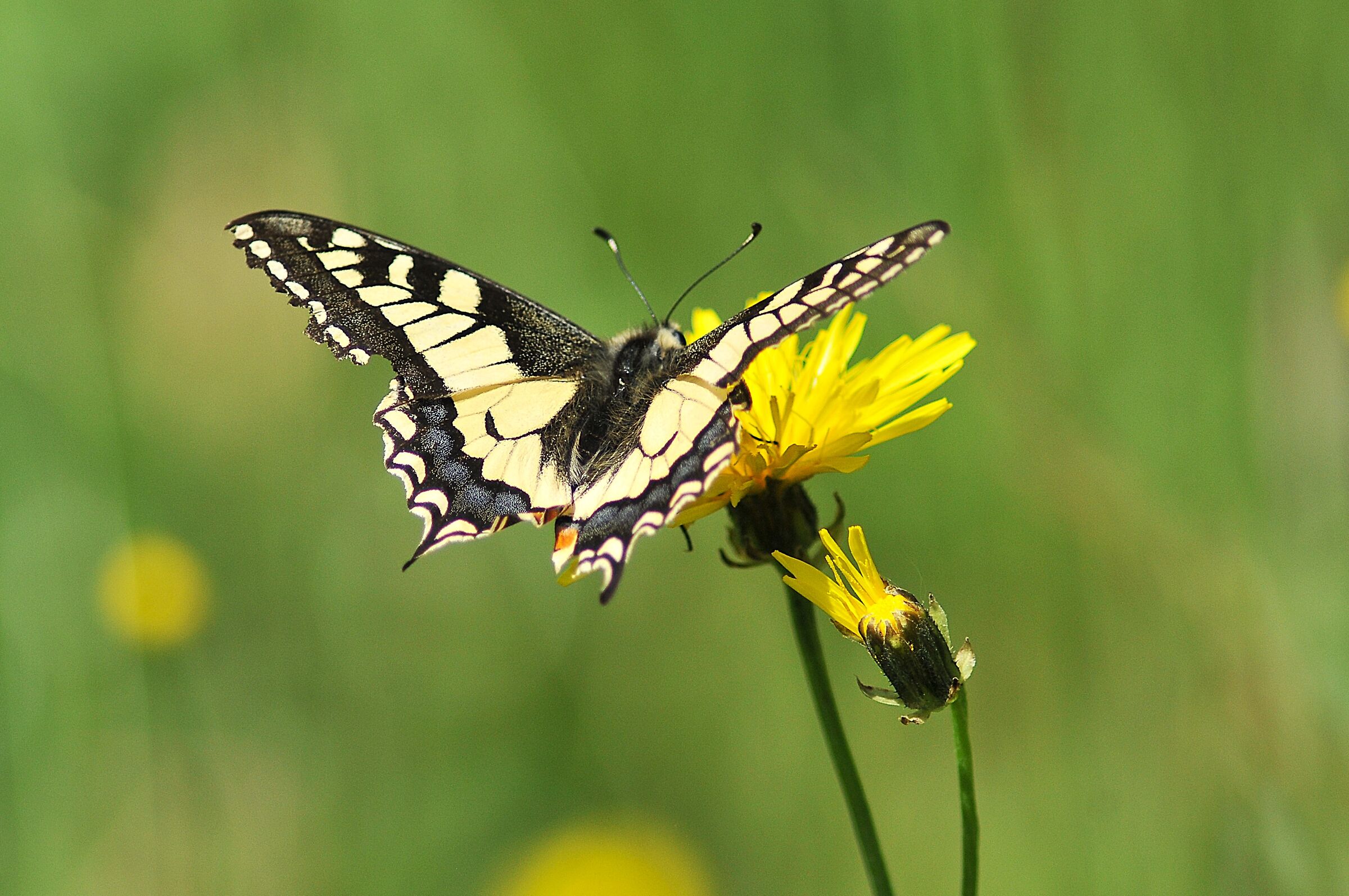 Macaone (Papilio machaon)