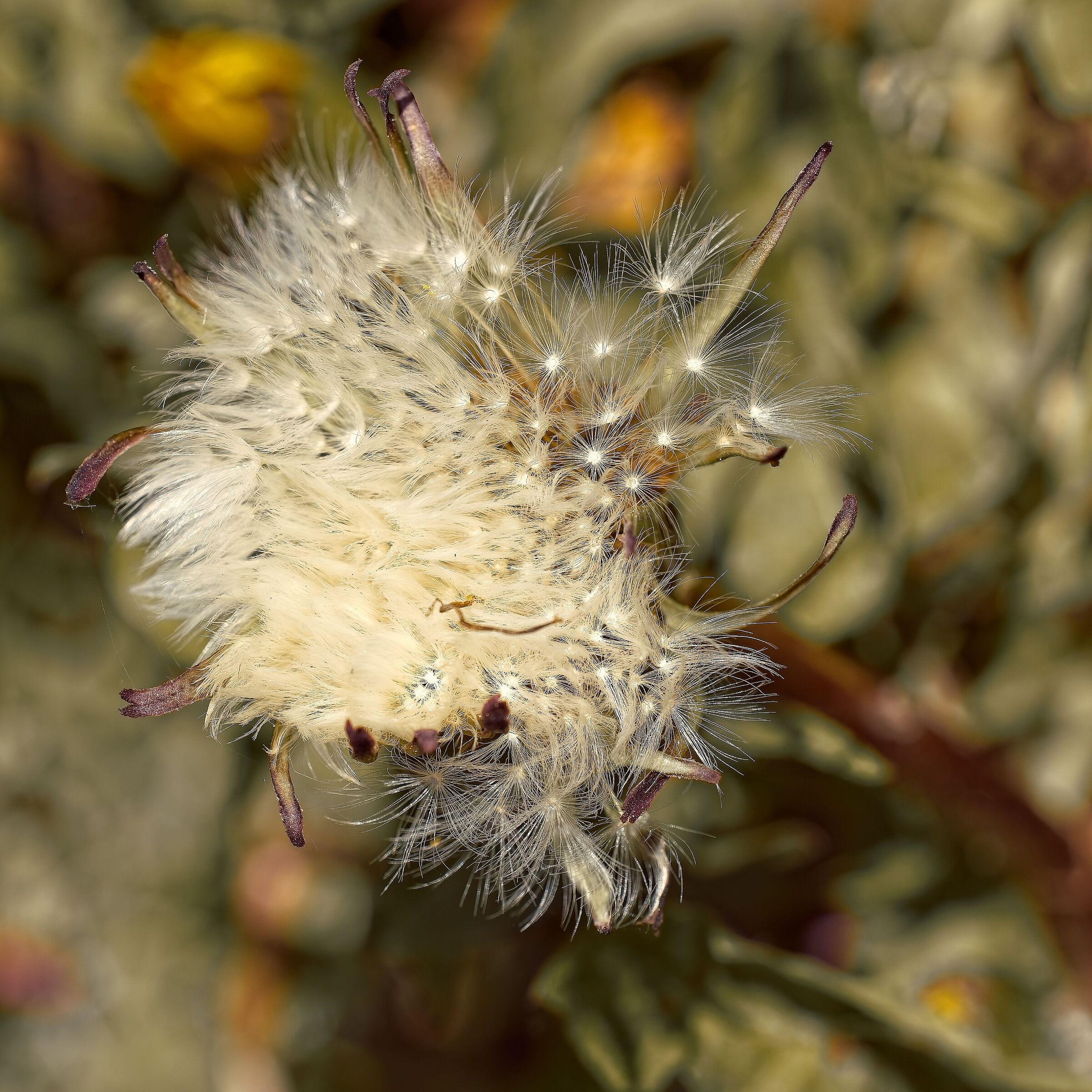 Dandelion seed