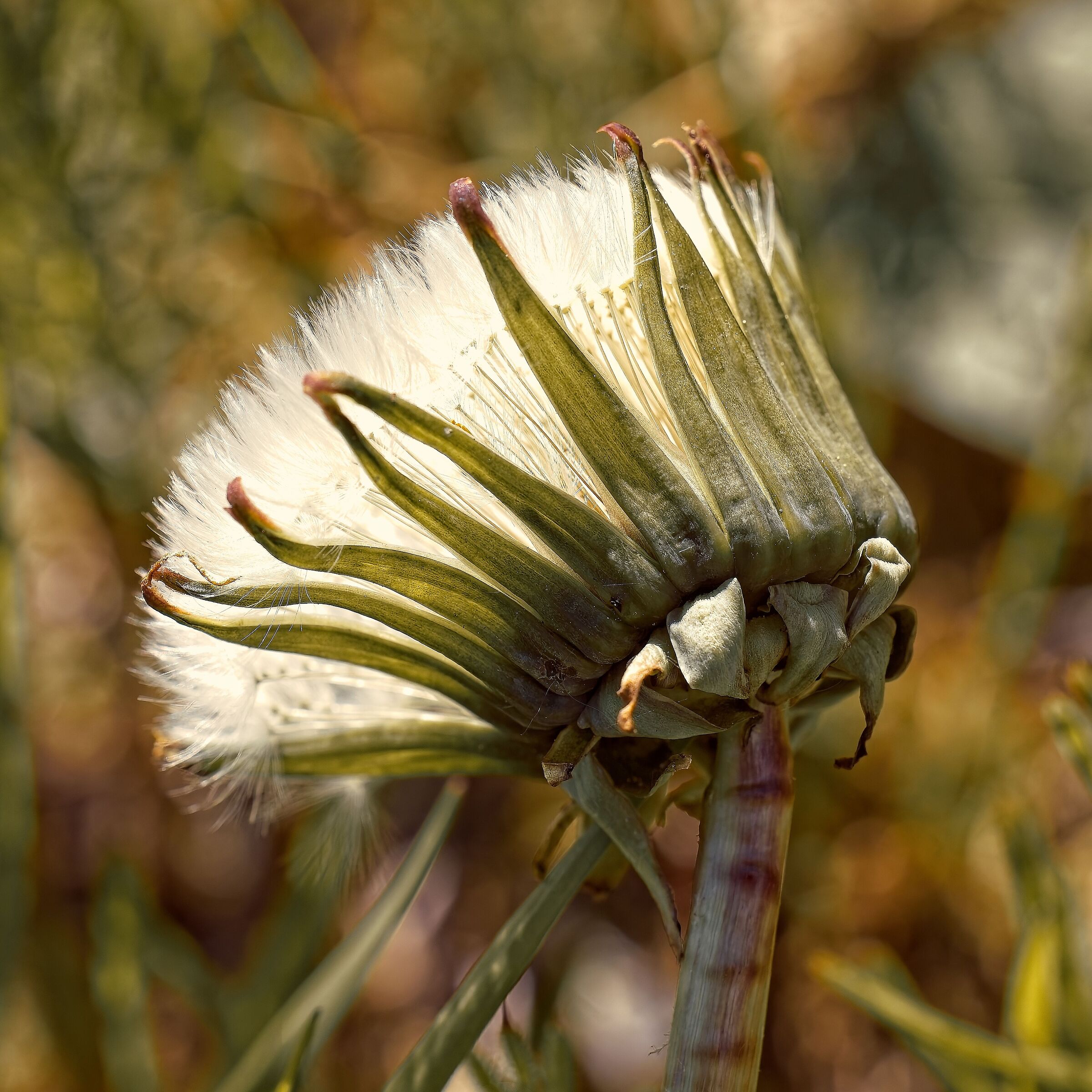 Dandelion seed