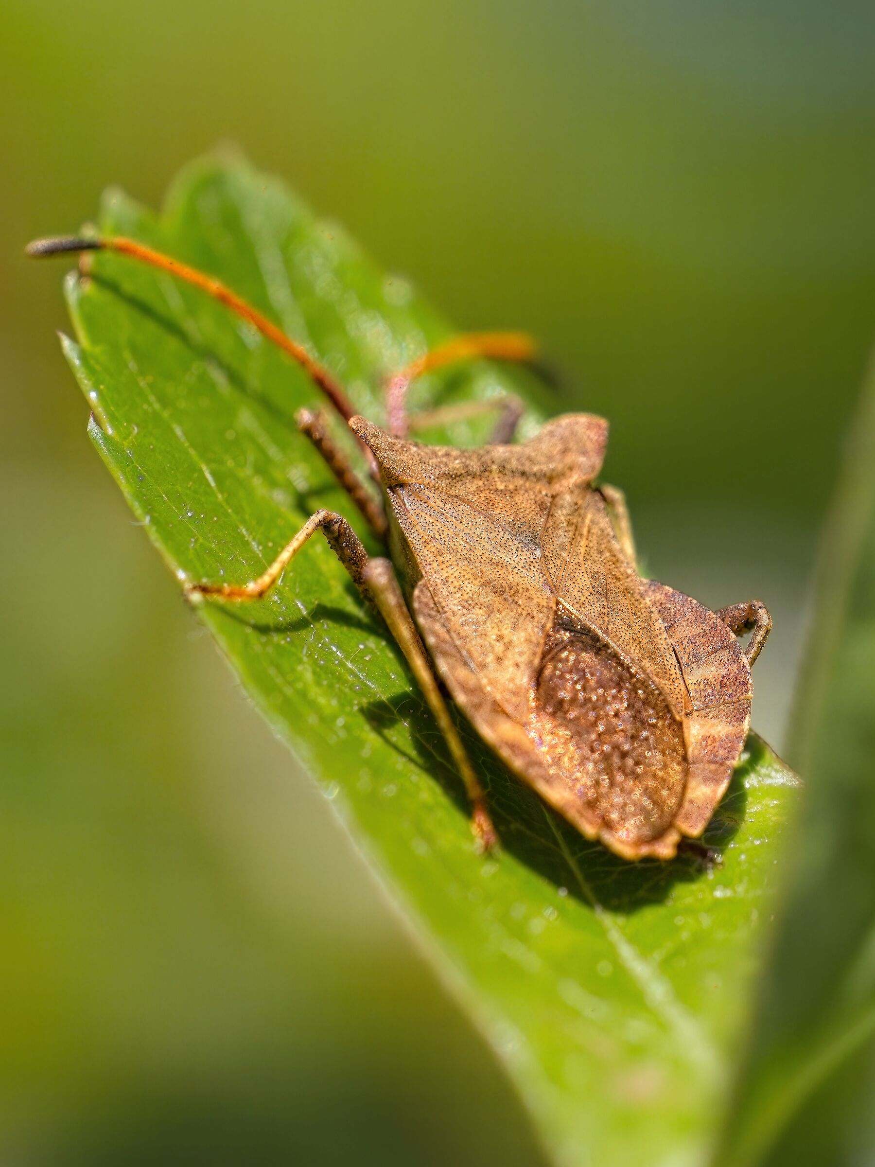 Dock bug