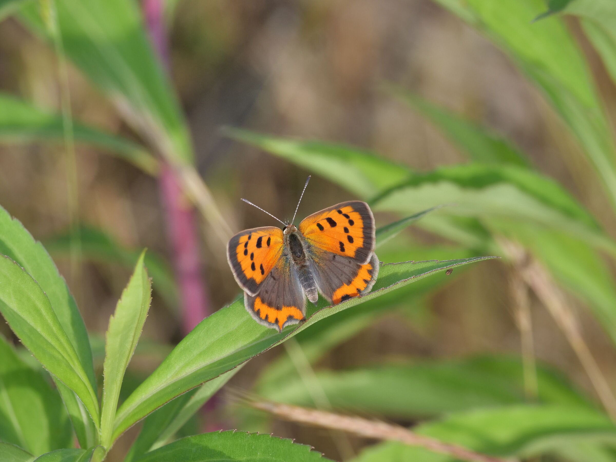 Lycaena phlaeas Linnaeus 1761