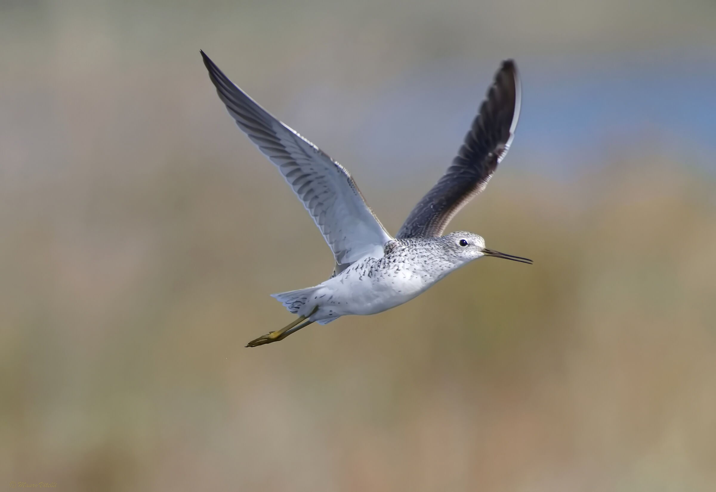 Albastrello (Tringa stagnatilis)