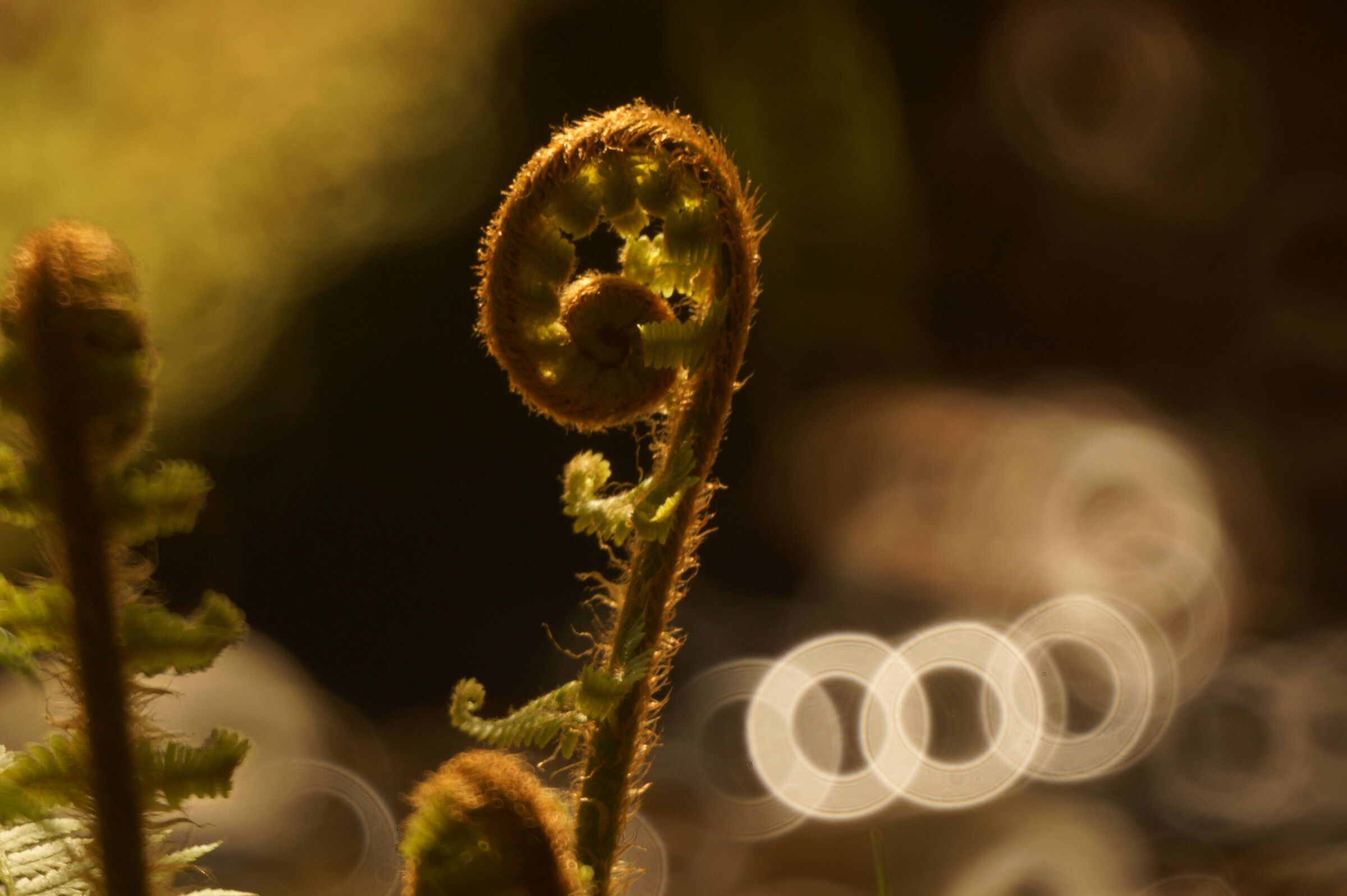 Fern
