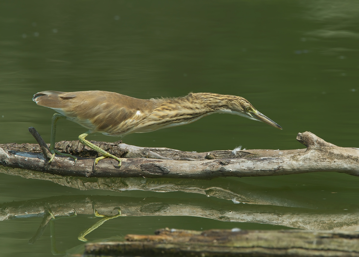 sgarza ... Telescopic