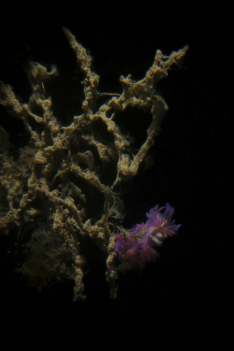 Flabellina - relitto San Guglielmo